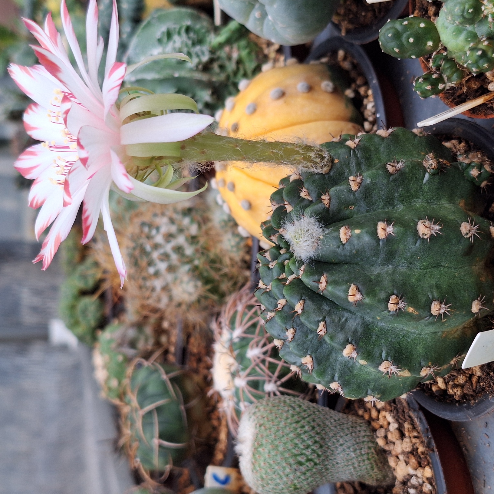  Cactus ( Lobivia 禅衣)