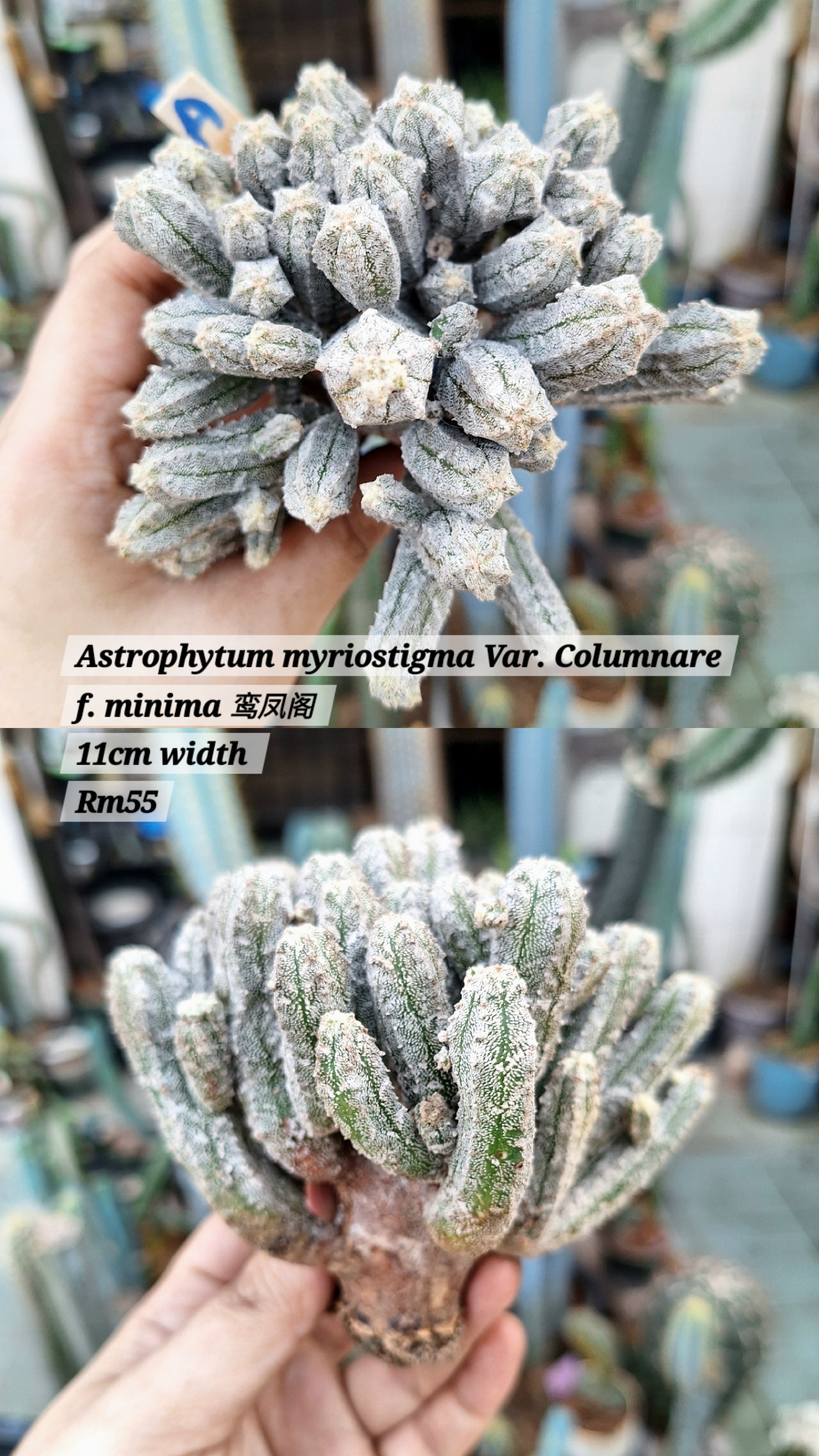 Cactus (Astrophytum myriostigma Var. Columnare f. minima 鸾凤阁)