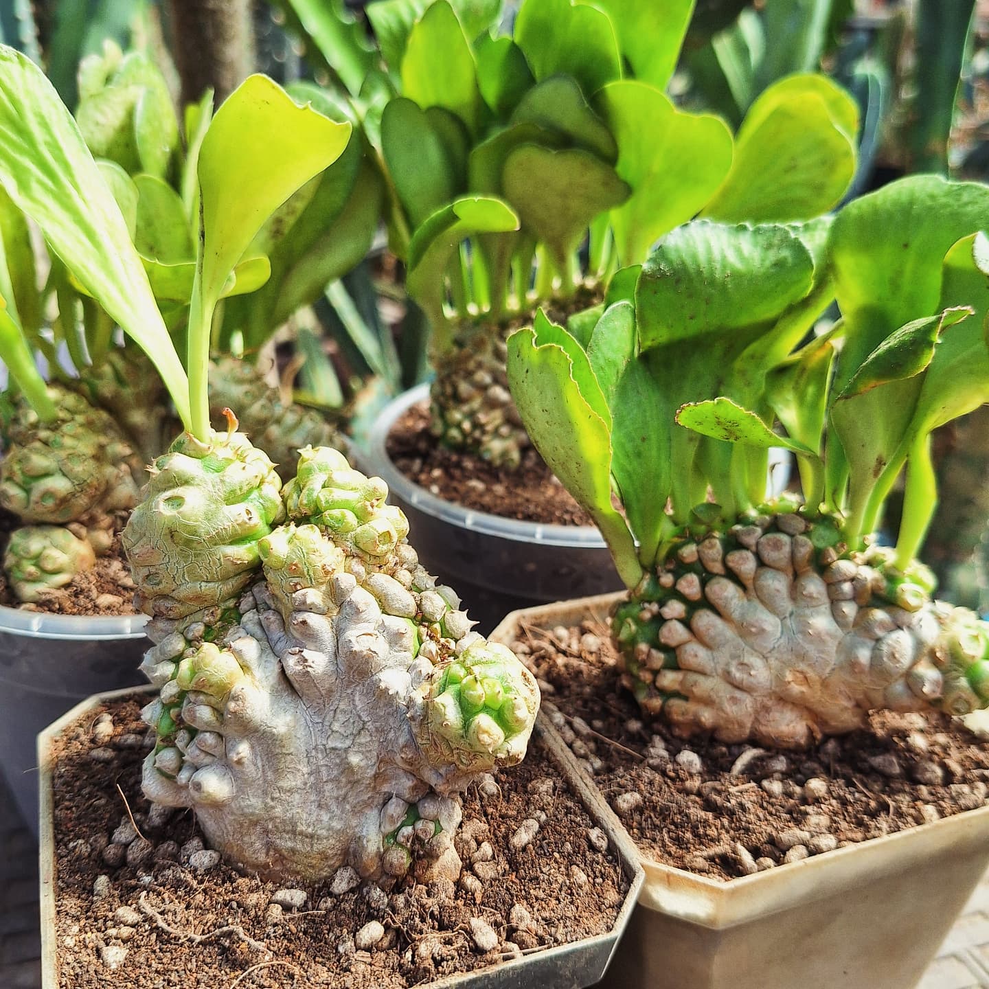 Plant (Euphorbia poissonii f. cristata贝信麒麟缀化)
