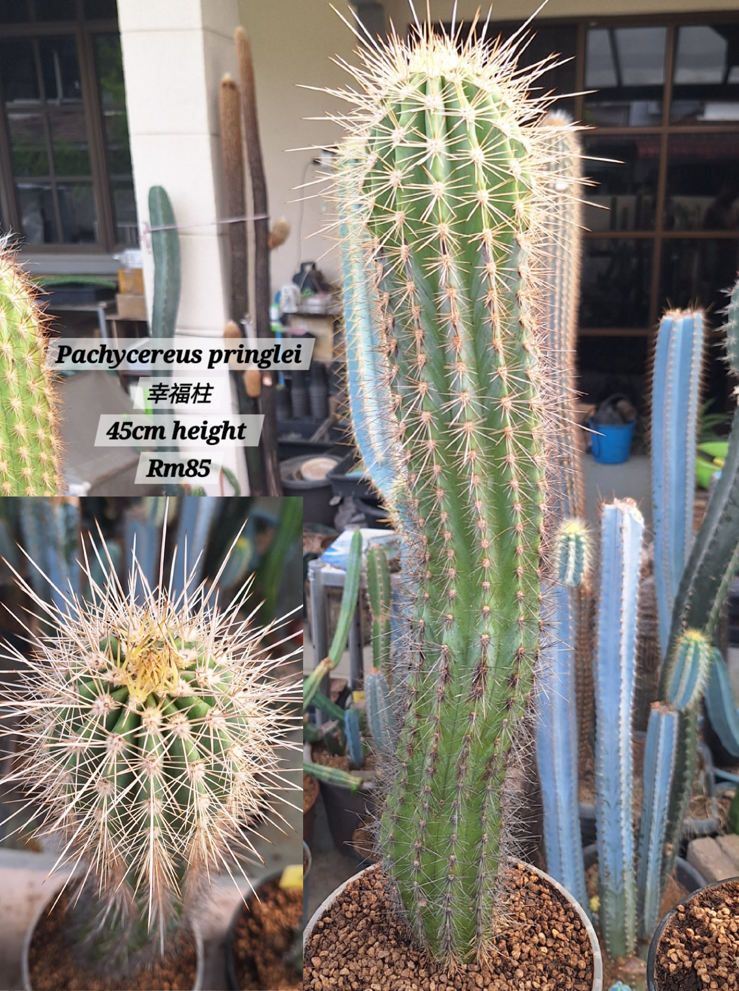  Cactus (Pachycereus pringlei 幸福柱）