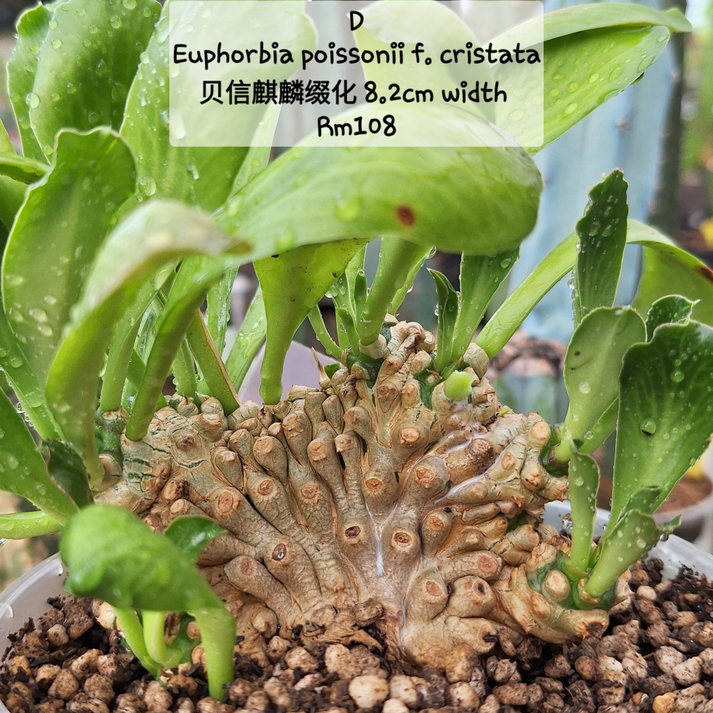 Plant (Euphorbia poissonii f. cristata贝信麒麟缀化)