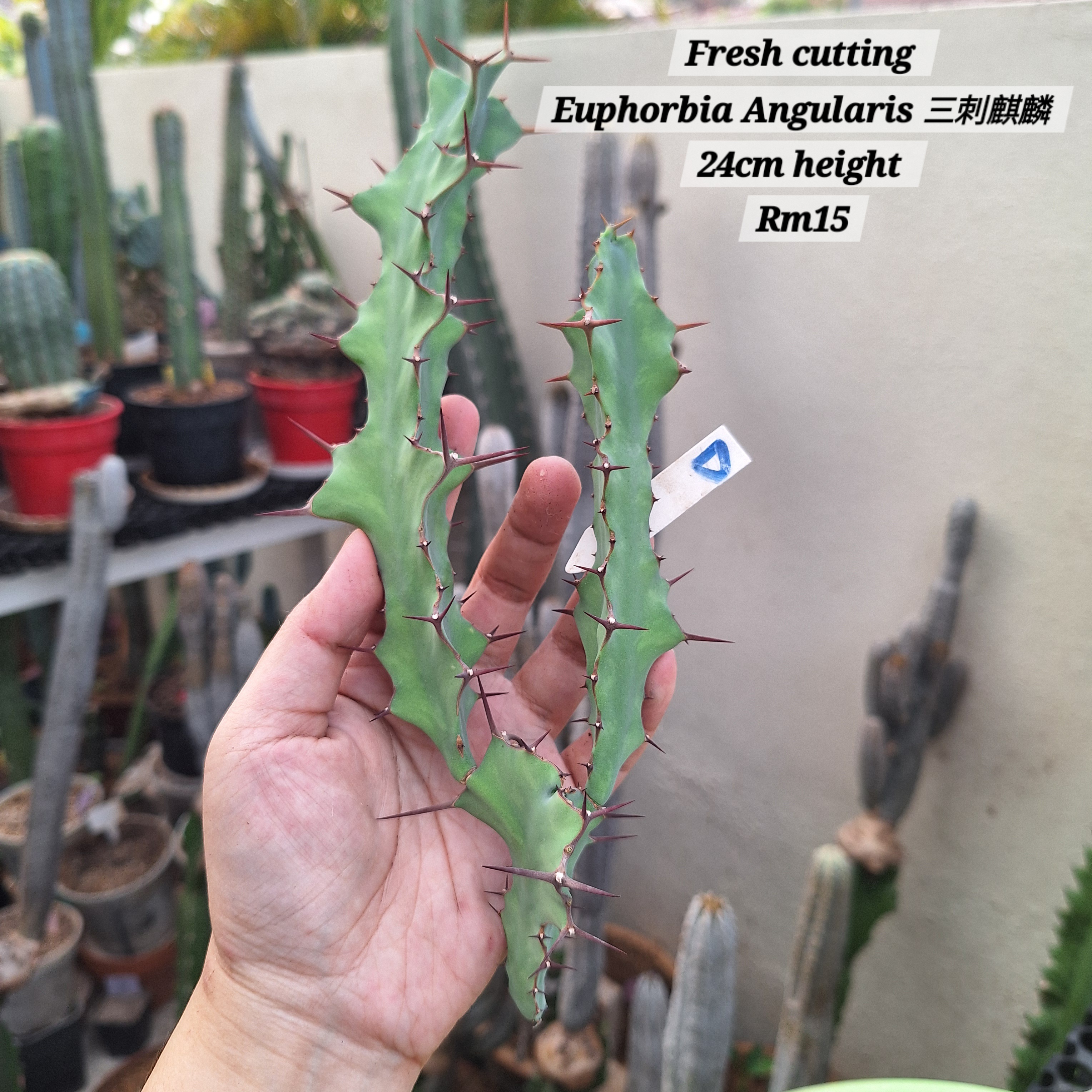 Plant (Euphorbia Angularis 三刺麒麟)