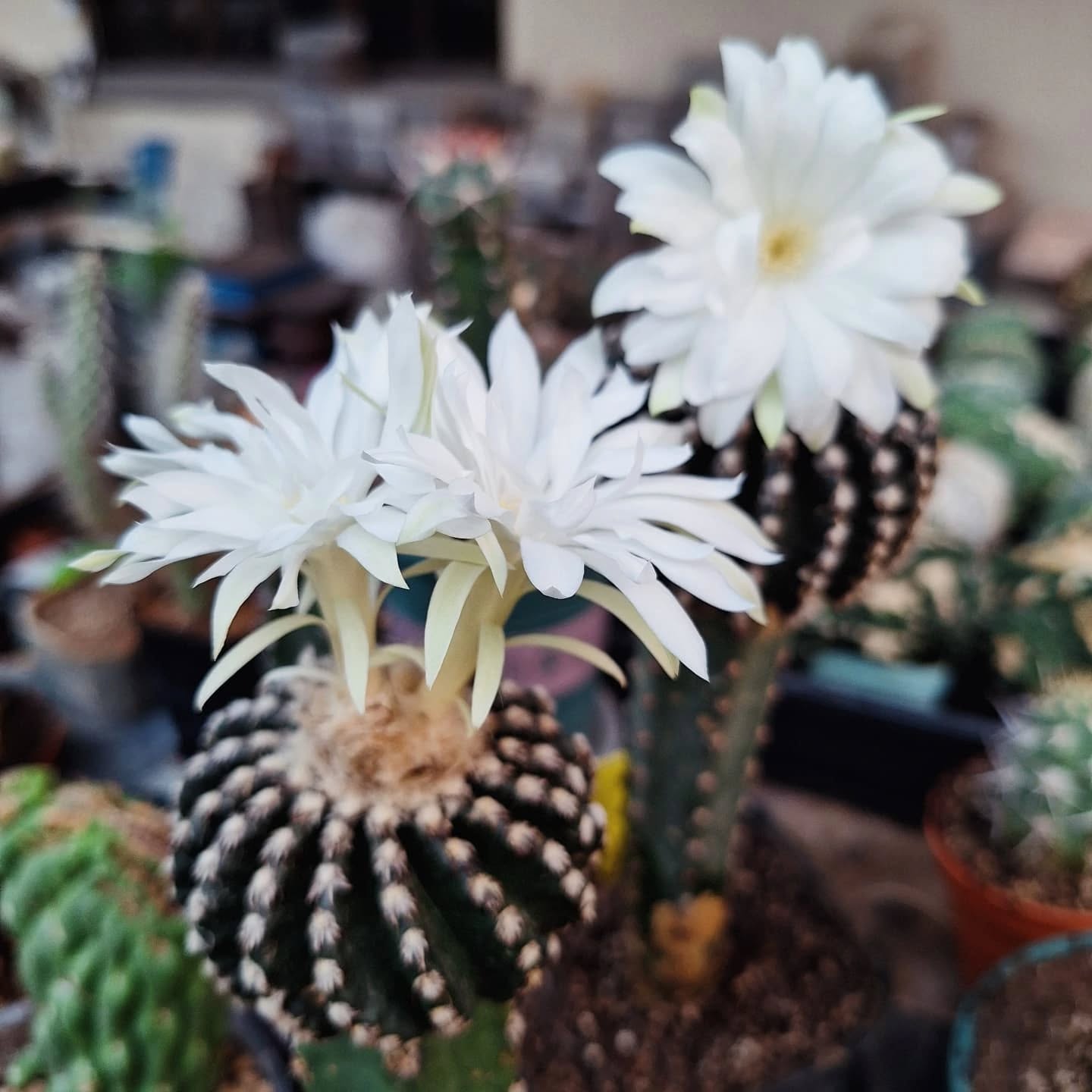 Cactus (Discocactus horstii 奇特球)