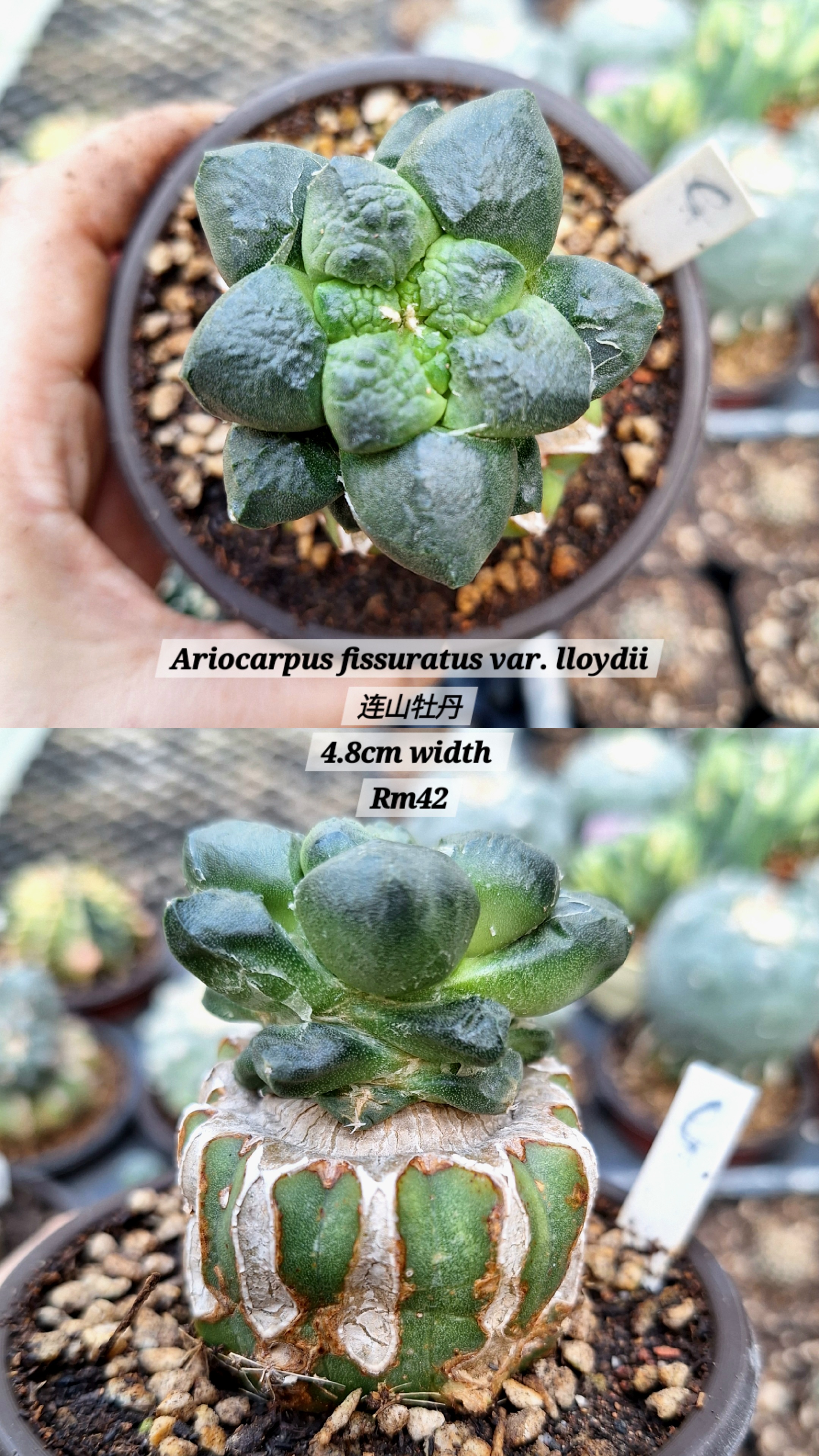 Cactus (Ariocarpus fissuratus var. lloydii 连山牡丹）