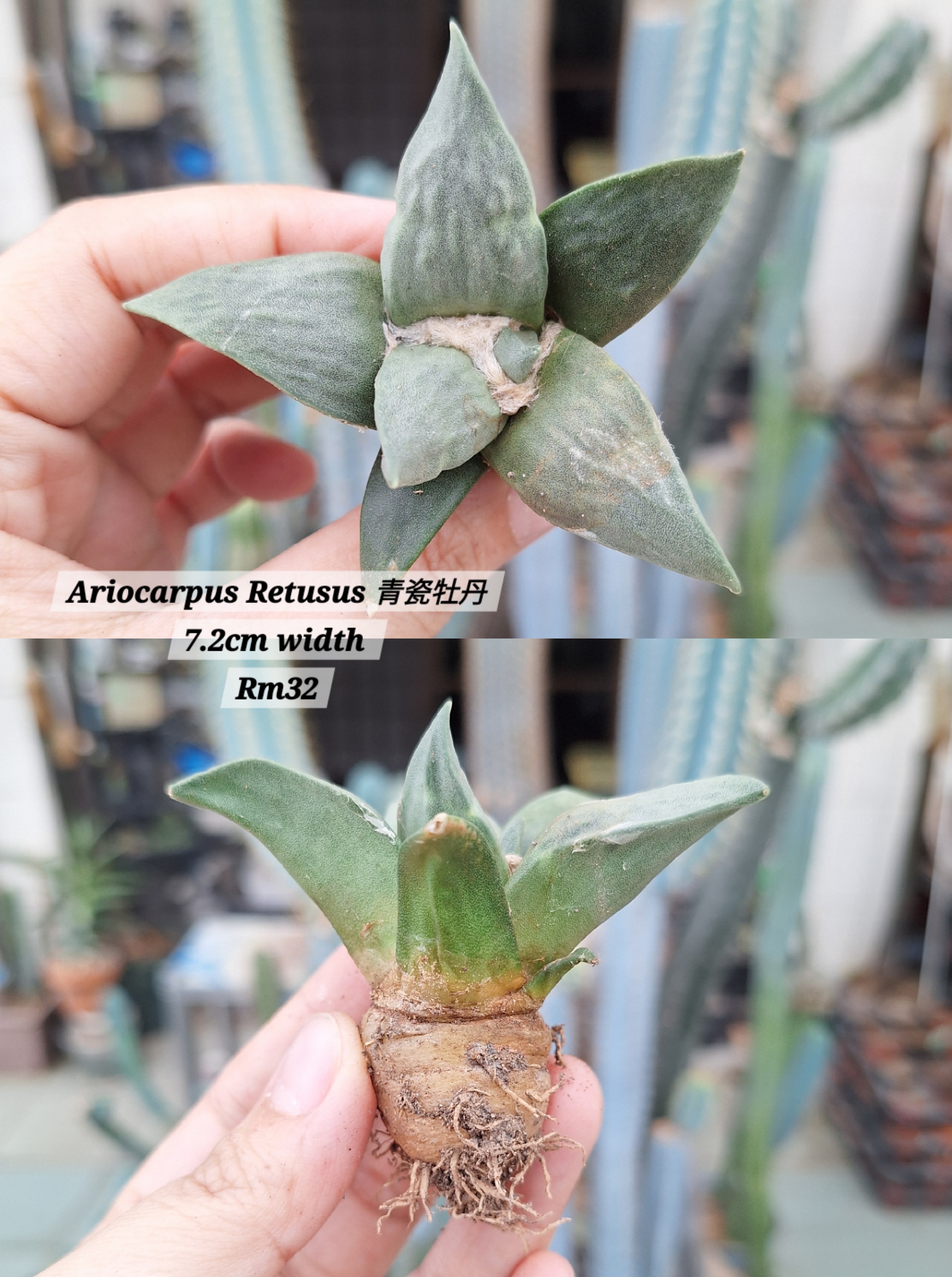 Cactus (Ariocarpus Retusus 青瓷牡丹 )