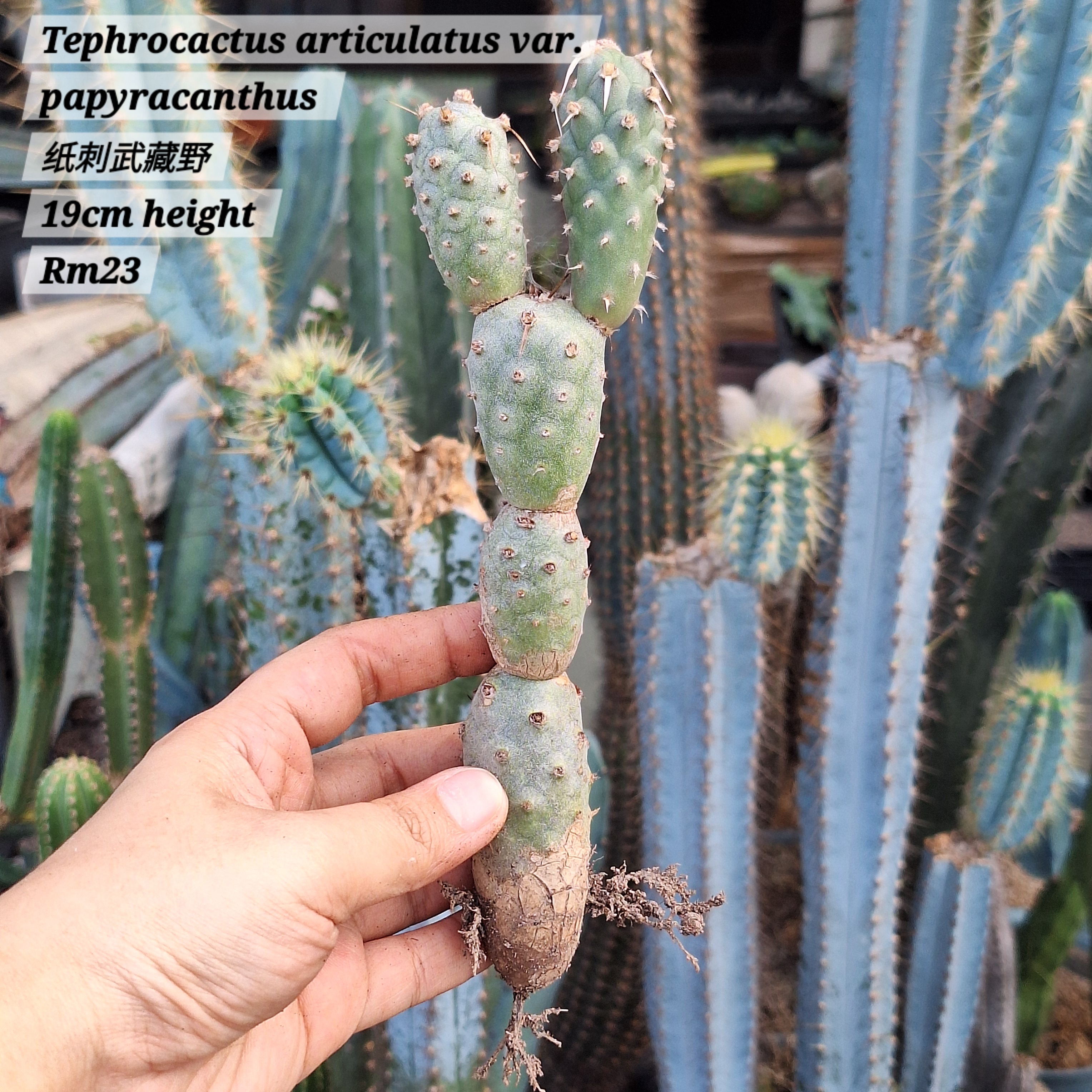 Cactus (Tephrocactus articulatus var. papyracanthus 纸刺武藏野)