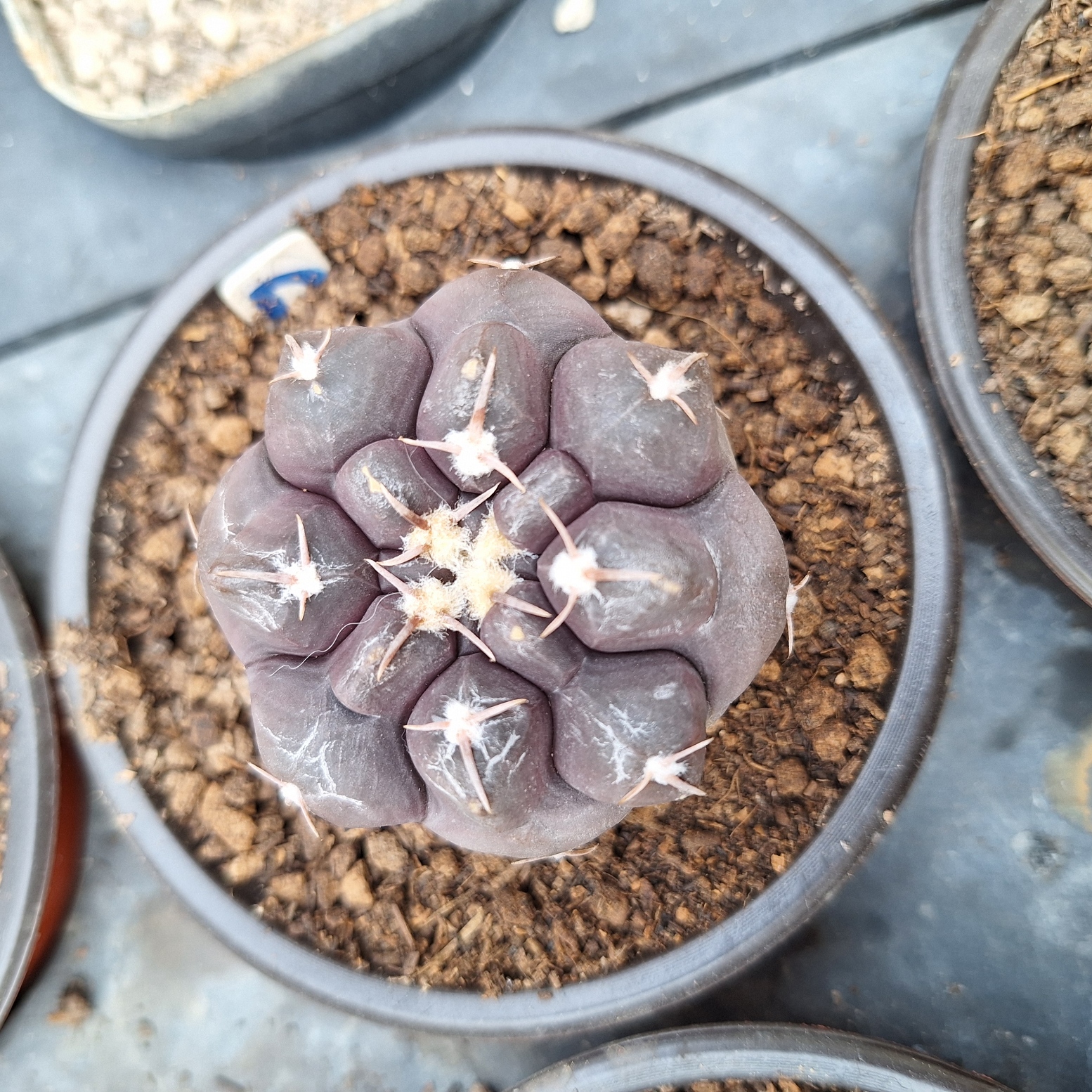 Cactus ( Gymnocalycium prochazkianum 铅皮)