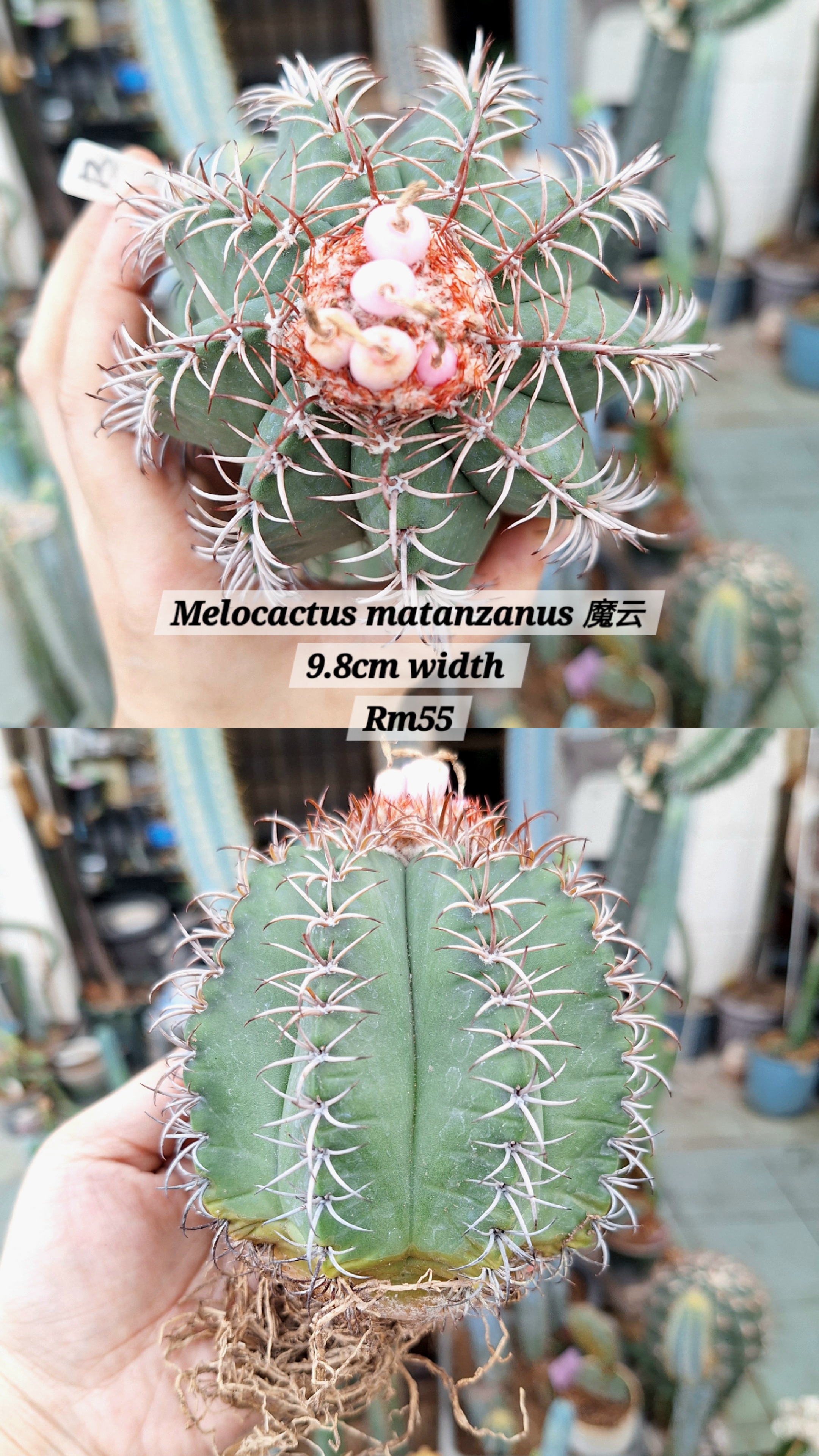  Cactus (Melocactus matanzanus 魔云)