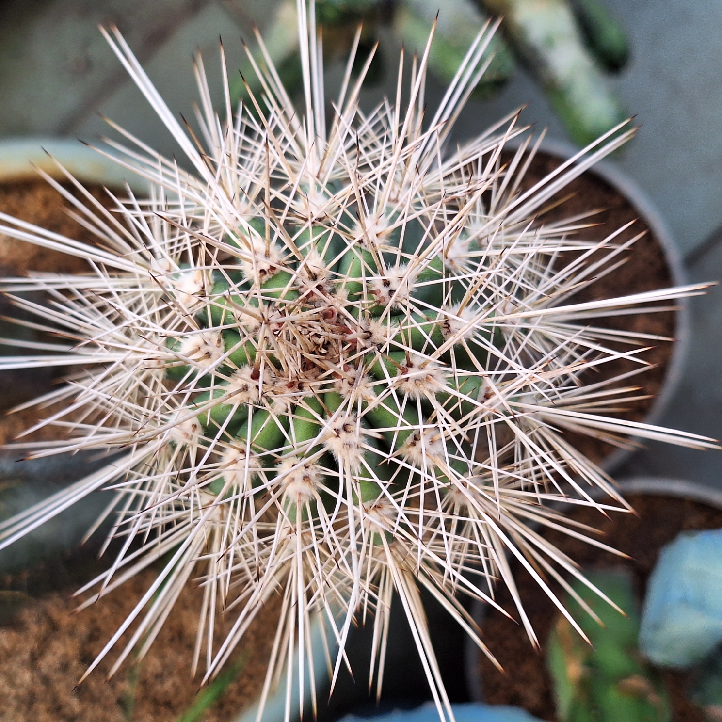  Cactus (Pachycereus pringlei 幸福柱）
