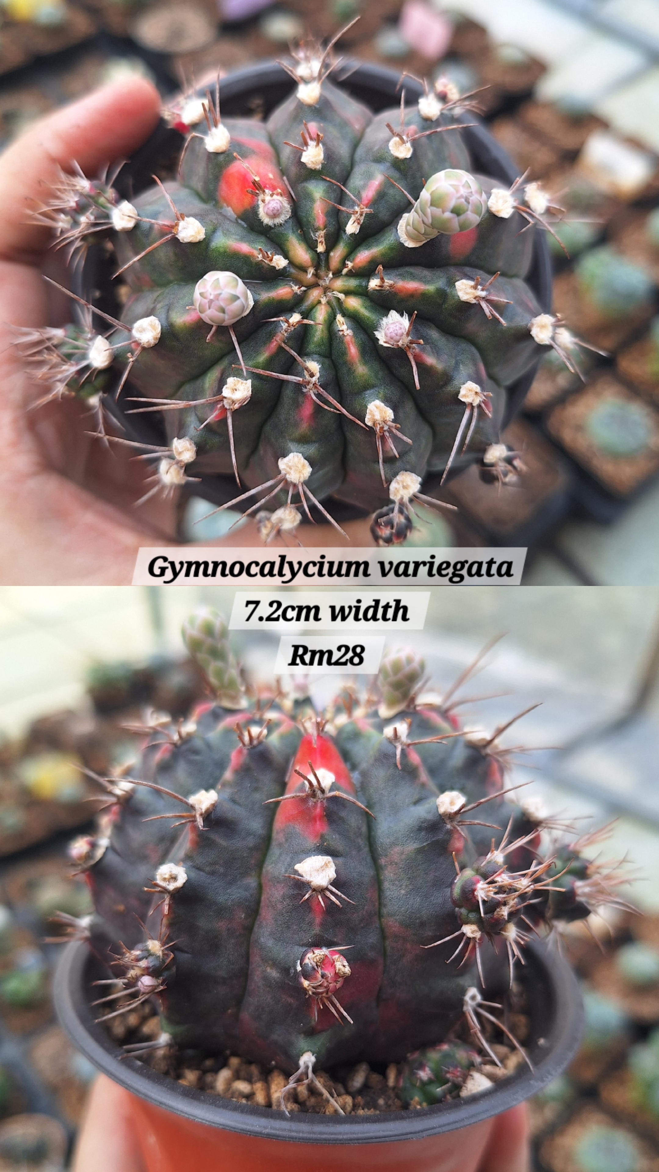Cactus (Gymnocalycium variegata)