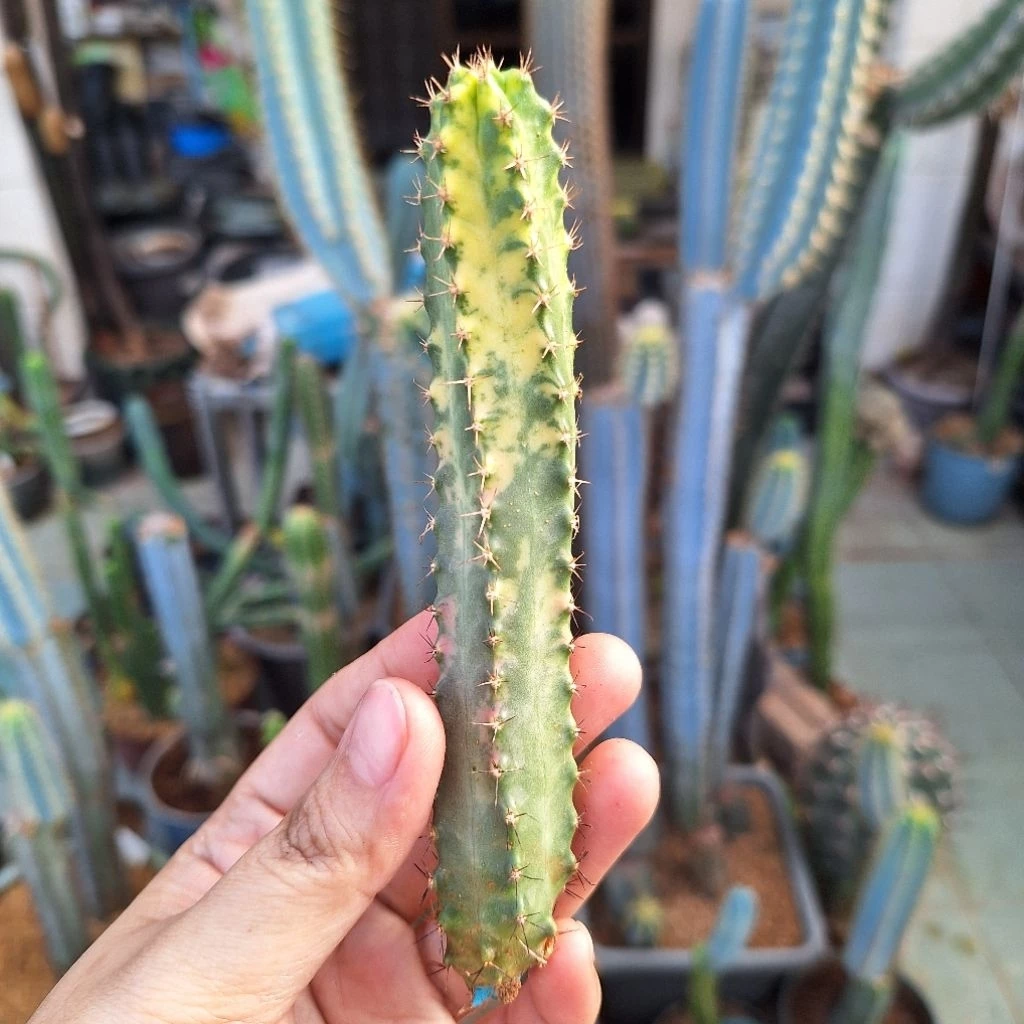 Cactus (Echinocereus pentalophus f. variegata 美花角锦)