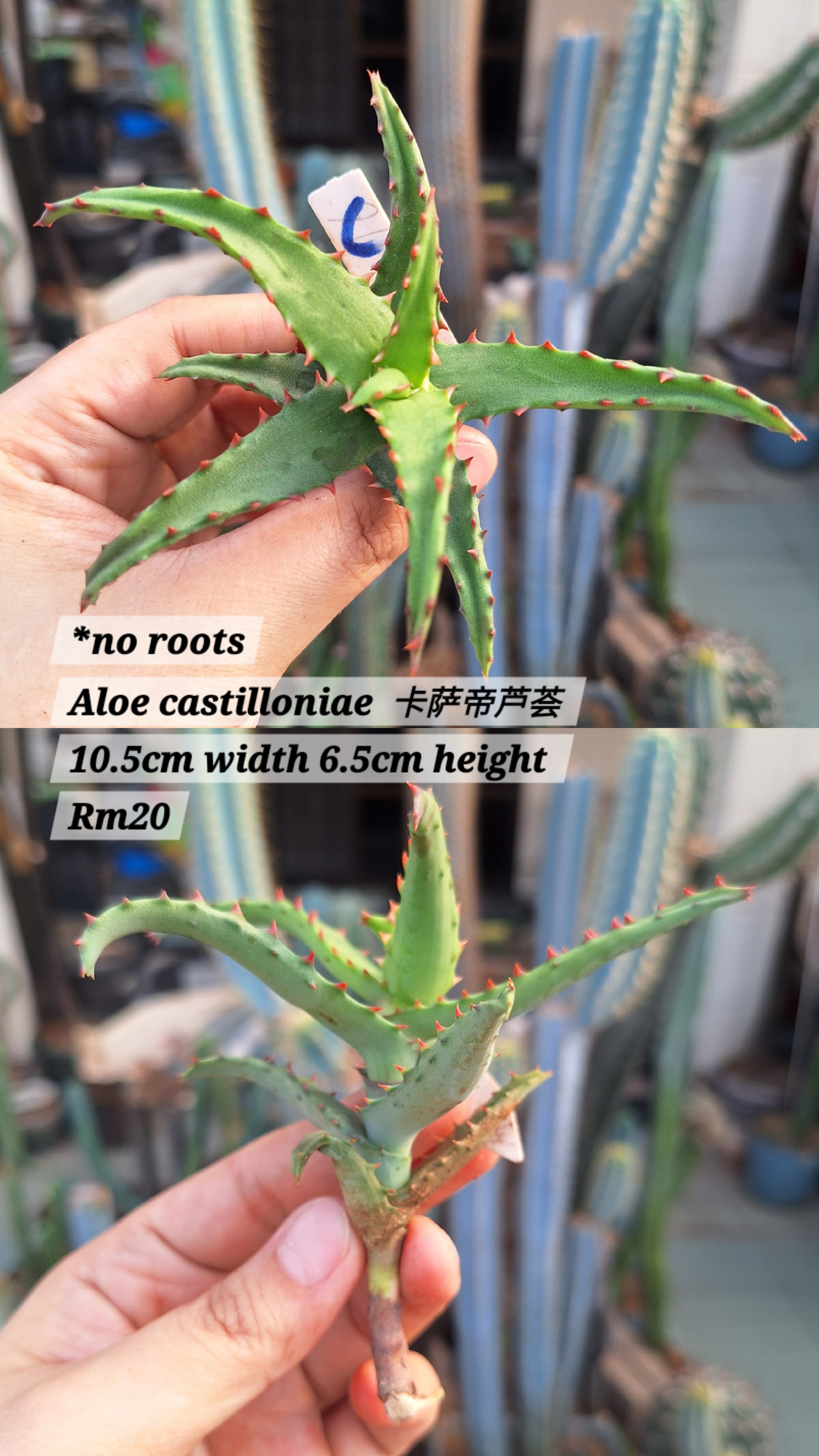  Plant(Aloe castilloniae 卡萨帝芦荟)
