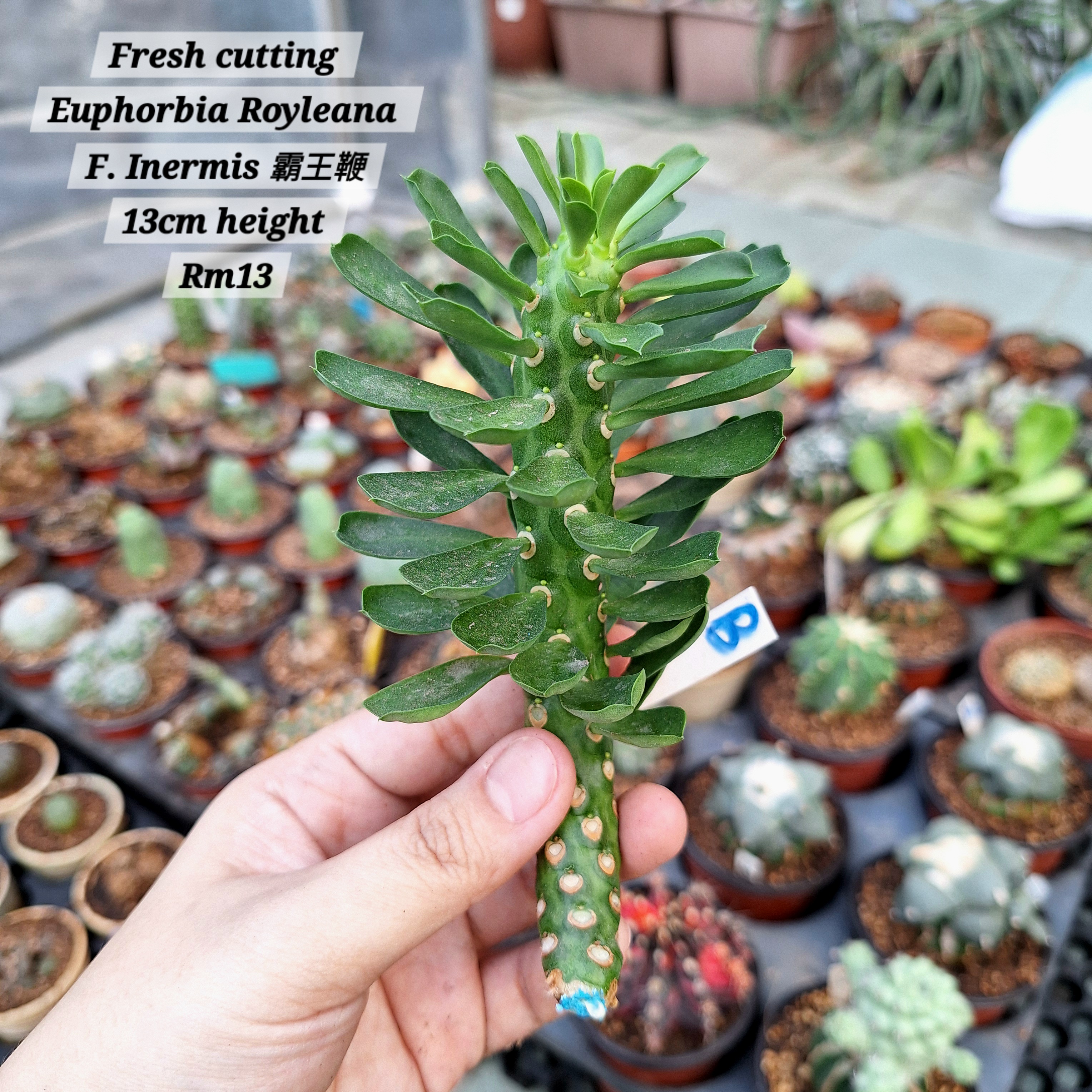 Plant (Euphorbia Royleana F. Inermis 霸王鞭 )