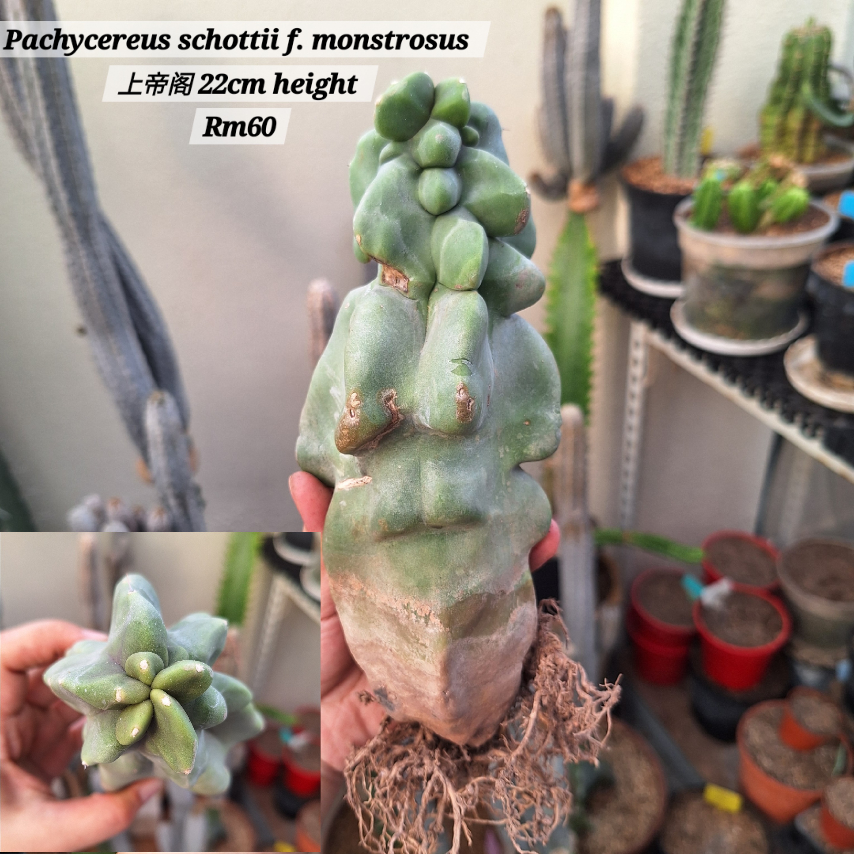 Cactus (Pachycereus schottii f. montrosus 上帝阁）