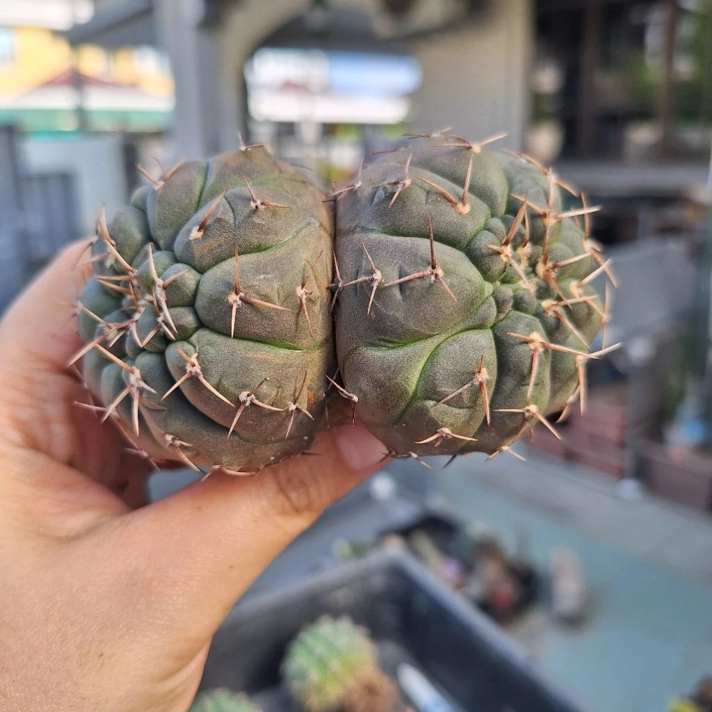 Cactus (Gymnocalycium)