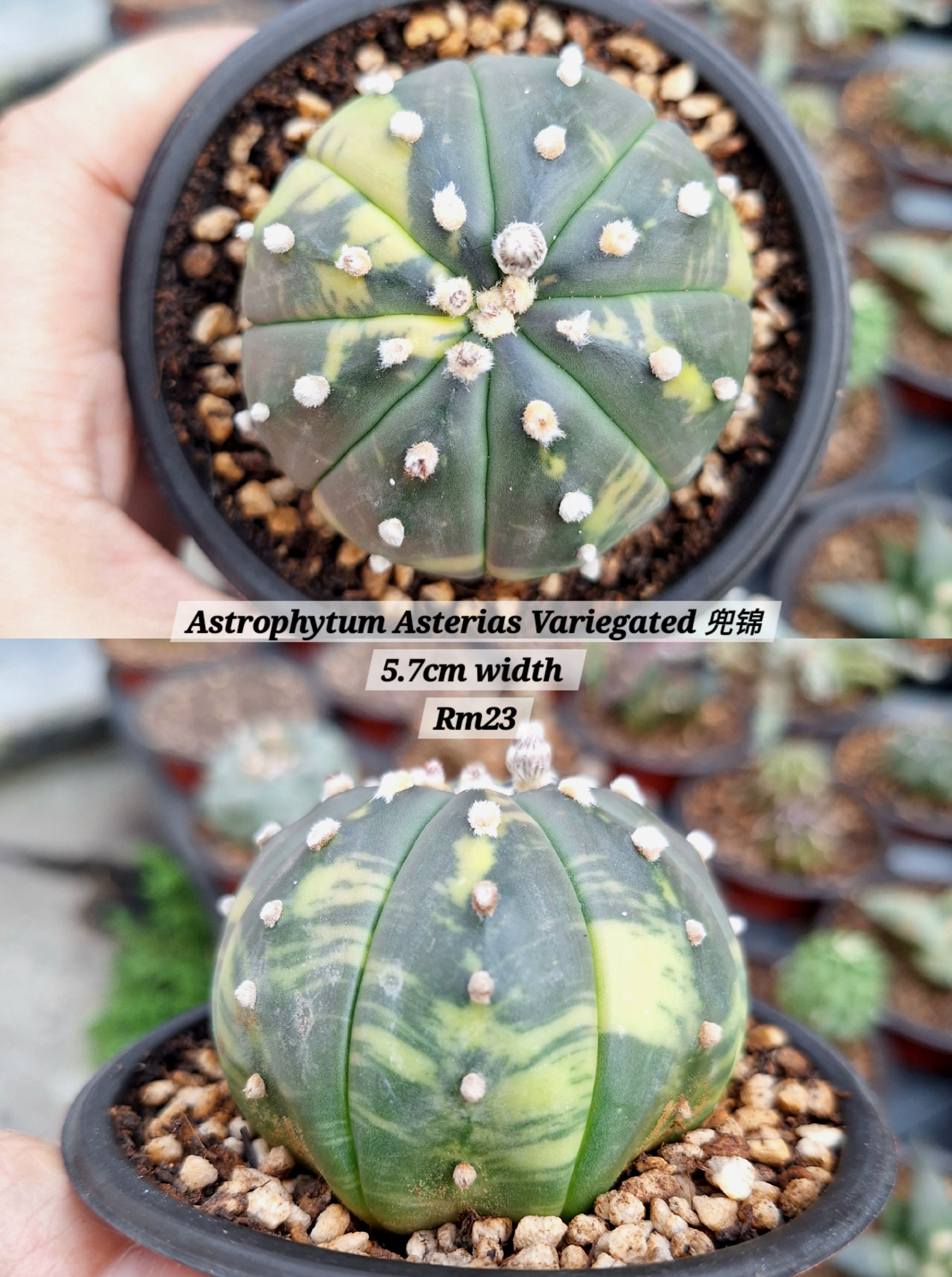 Cactus (Astrophytum Asterias Variegated 兜锦)