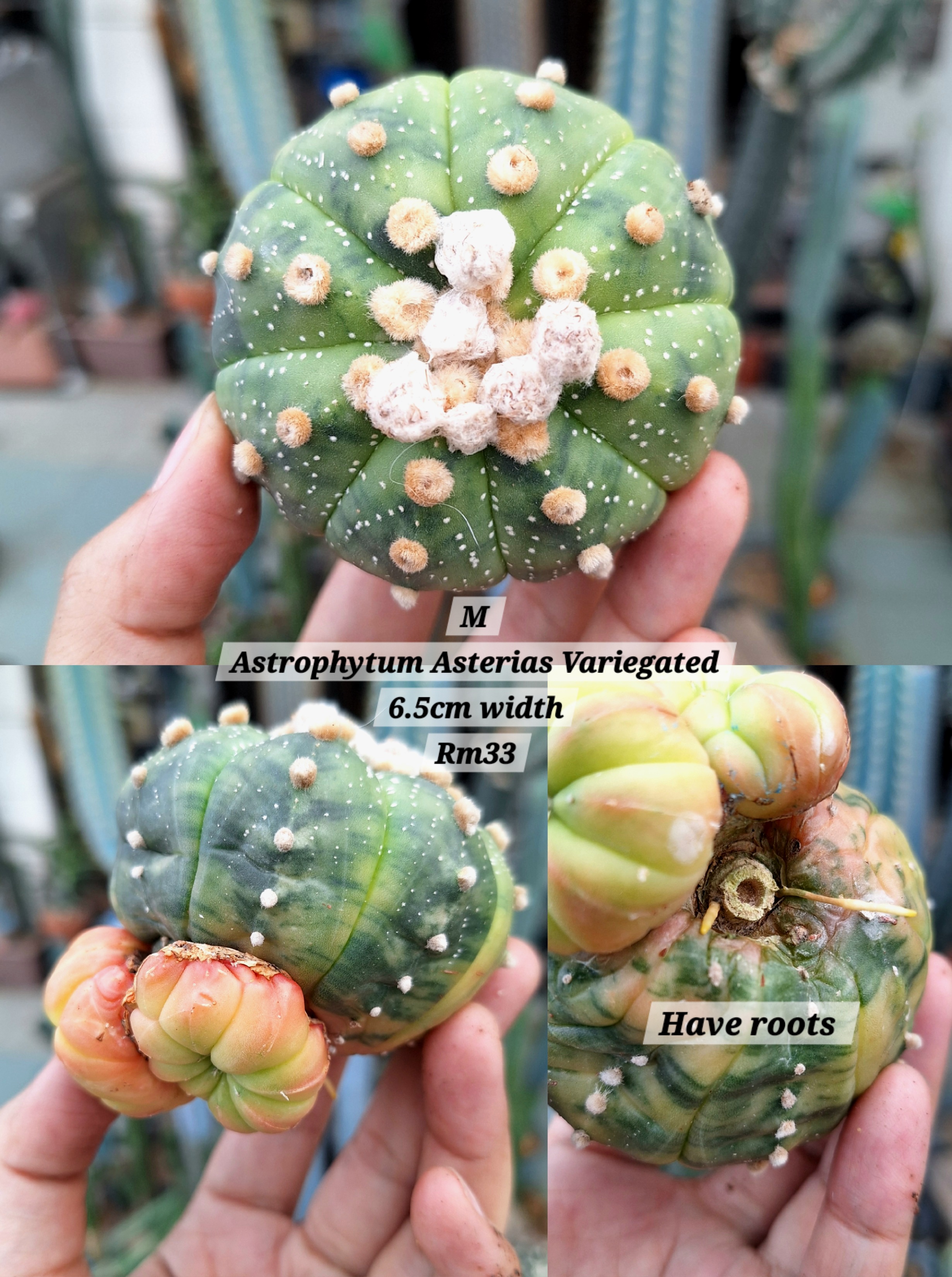 Cactus (Astrophytum Asterias Variegated 兜锦)