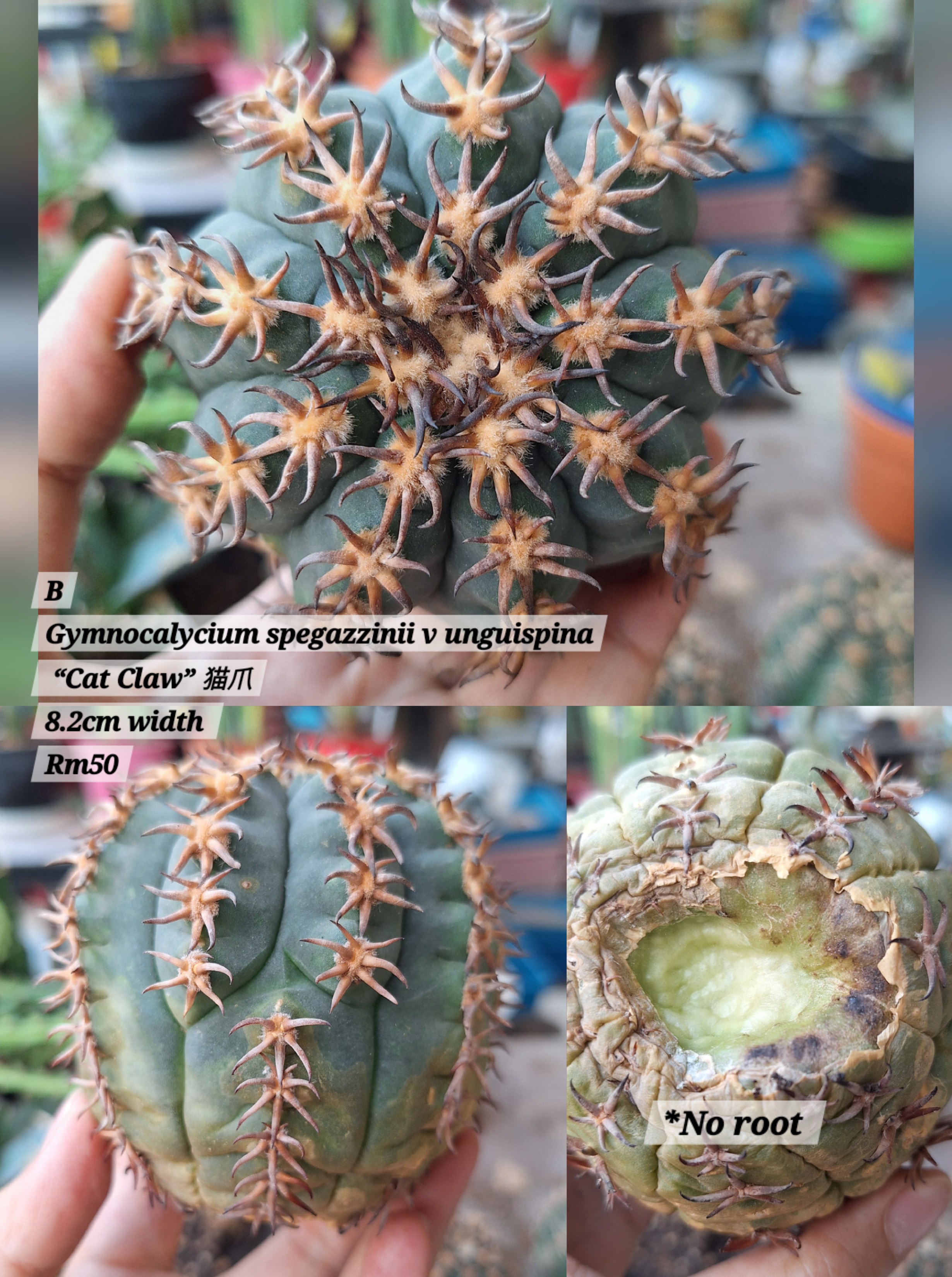 Cactus (Gymnocalycium spegazzinii v unguispina “Cat Claw” 猫爪)