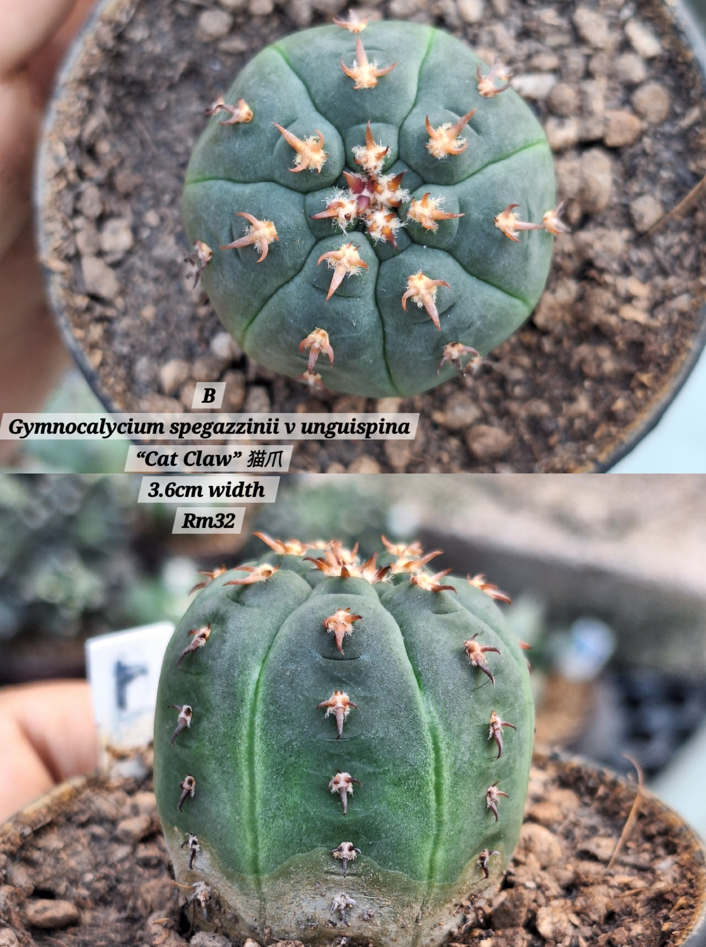 Cactus (Gymnocalycium spegazzinii v unguispina “Cat Claw” 猫爪)