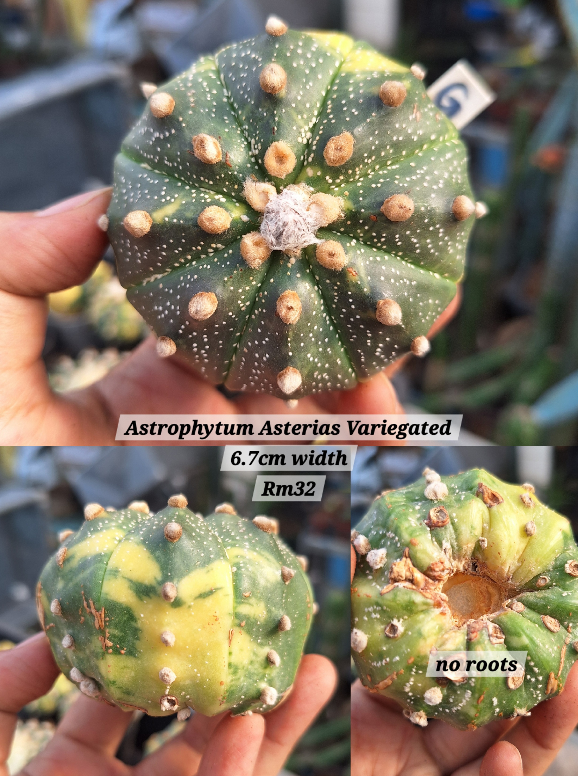 Cactus (Astrophytum Asterias Variegated 兜锦)