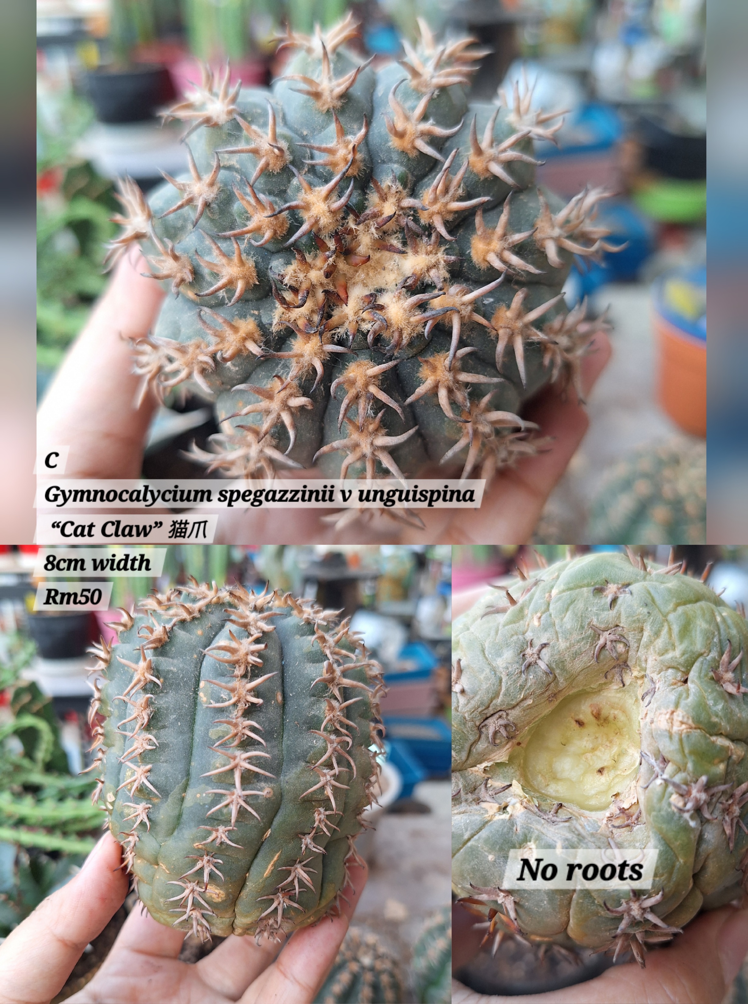 Cactus (Gymnocalycium spegazzinii v unguispina “Cat Claw” 猫爪)