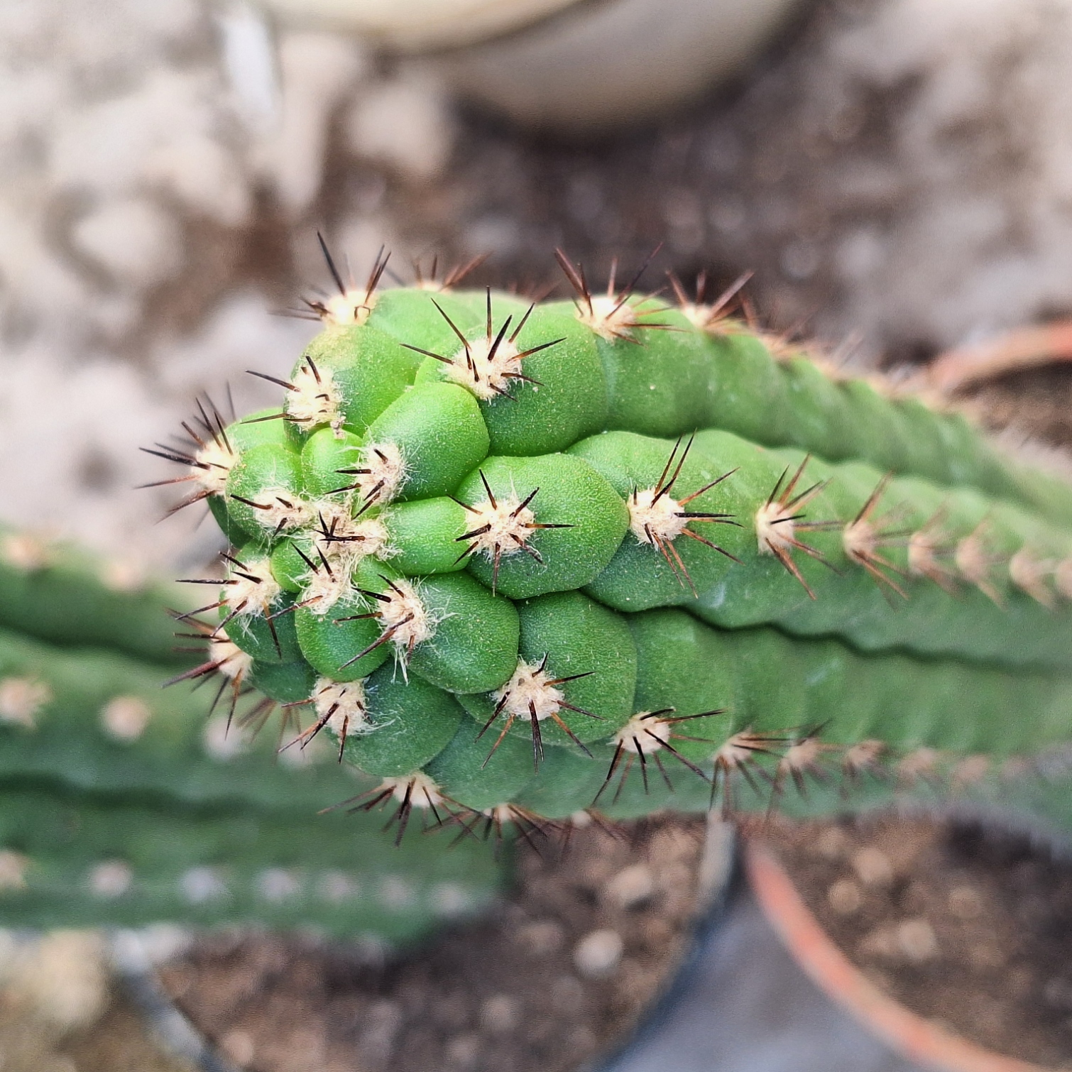 Cactus (Borzicactus Fieldianus 龟甲柱)