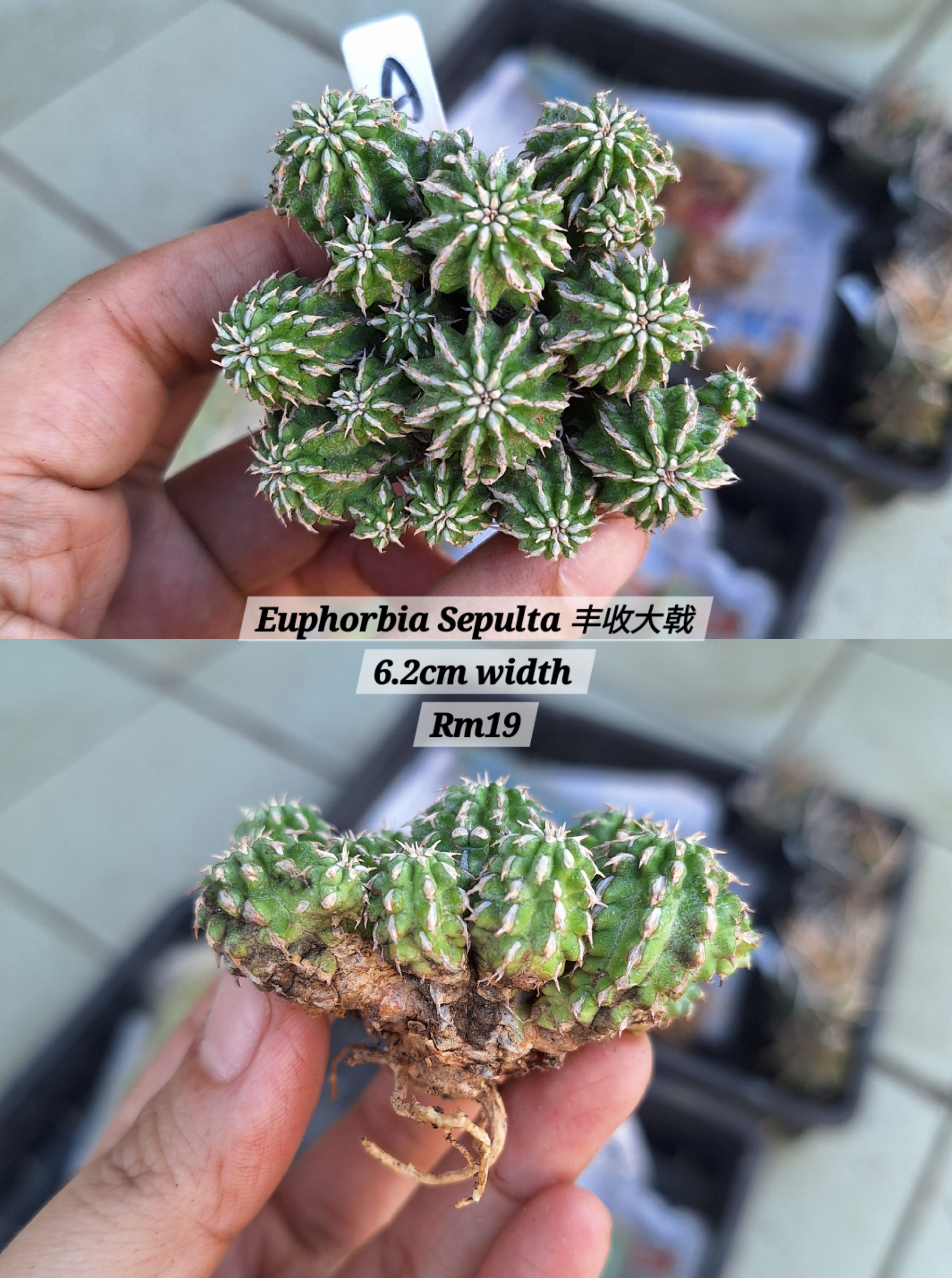  Plant (Euphorbia Sepulta 丰收大戟)