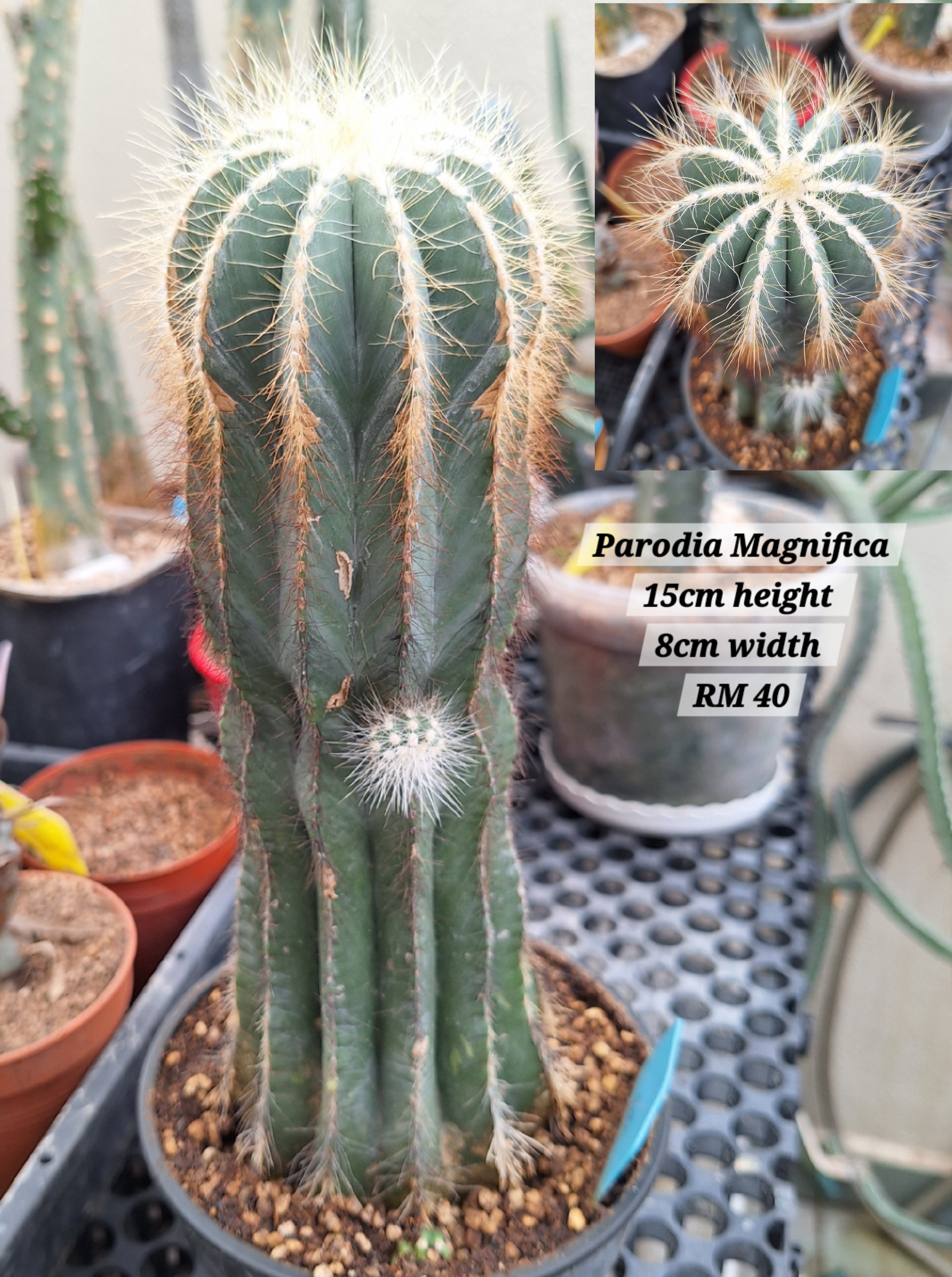 Cactus ( Parodia Magnifica )