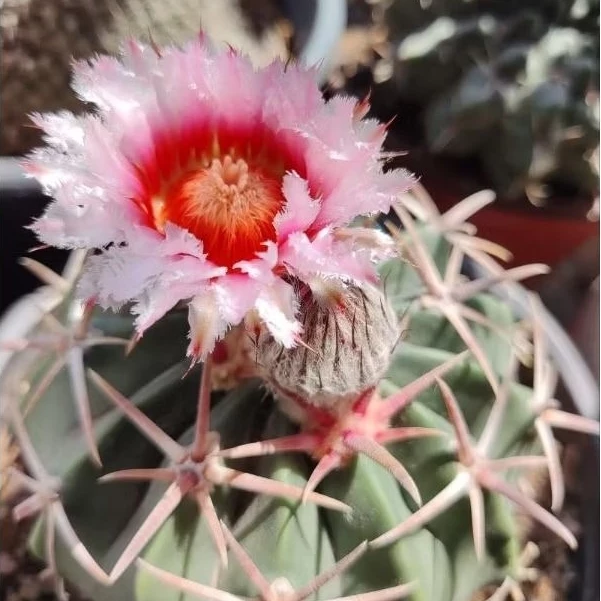 Cactus (Echinocactus texensis 凌波）