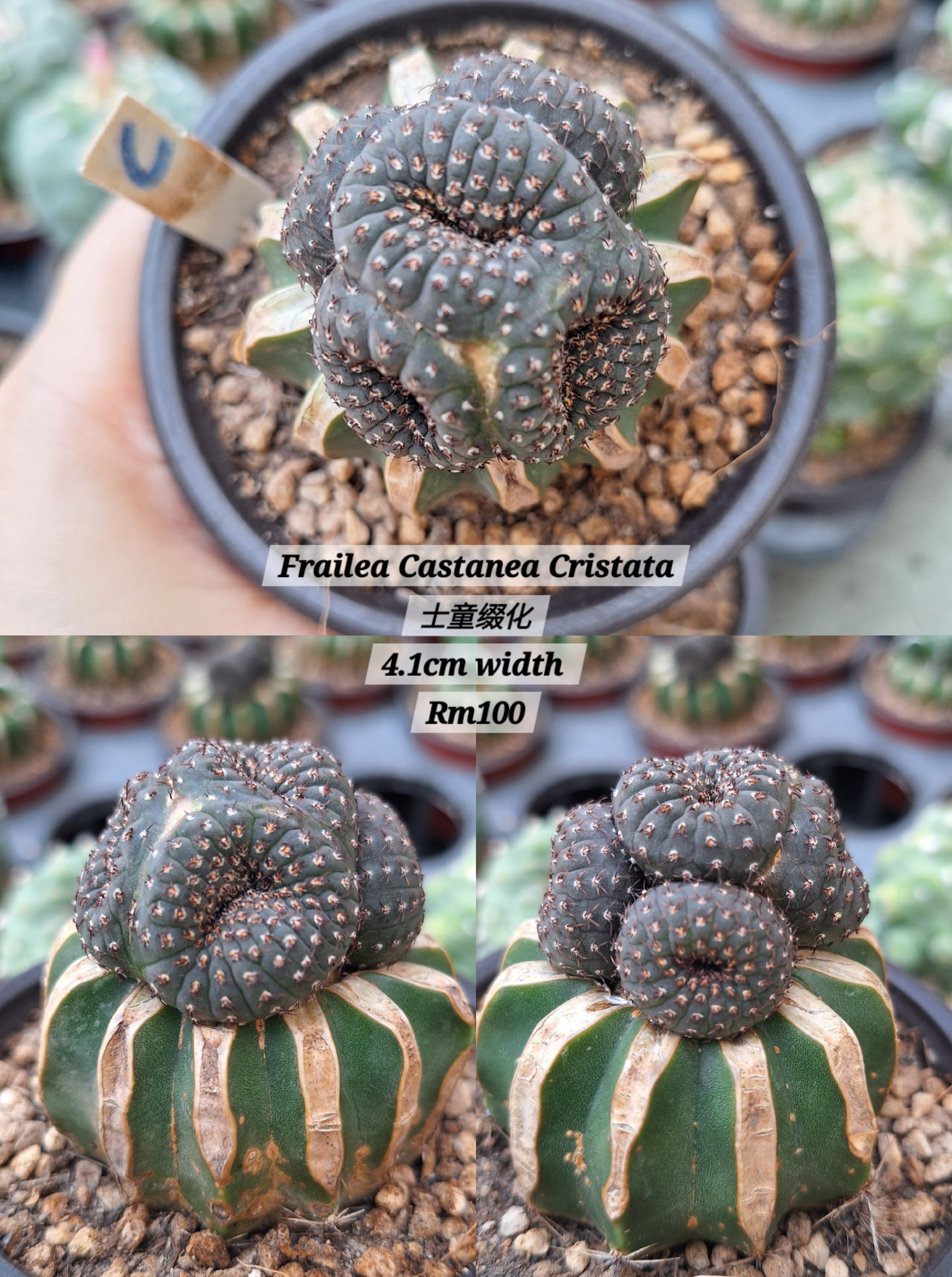 Cactus (Frailea Castanea Cristata 士童缀化 )
