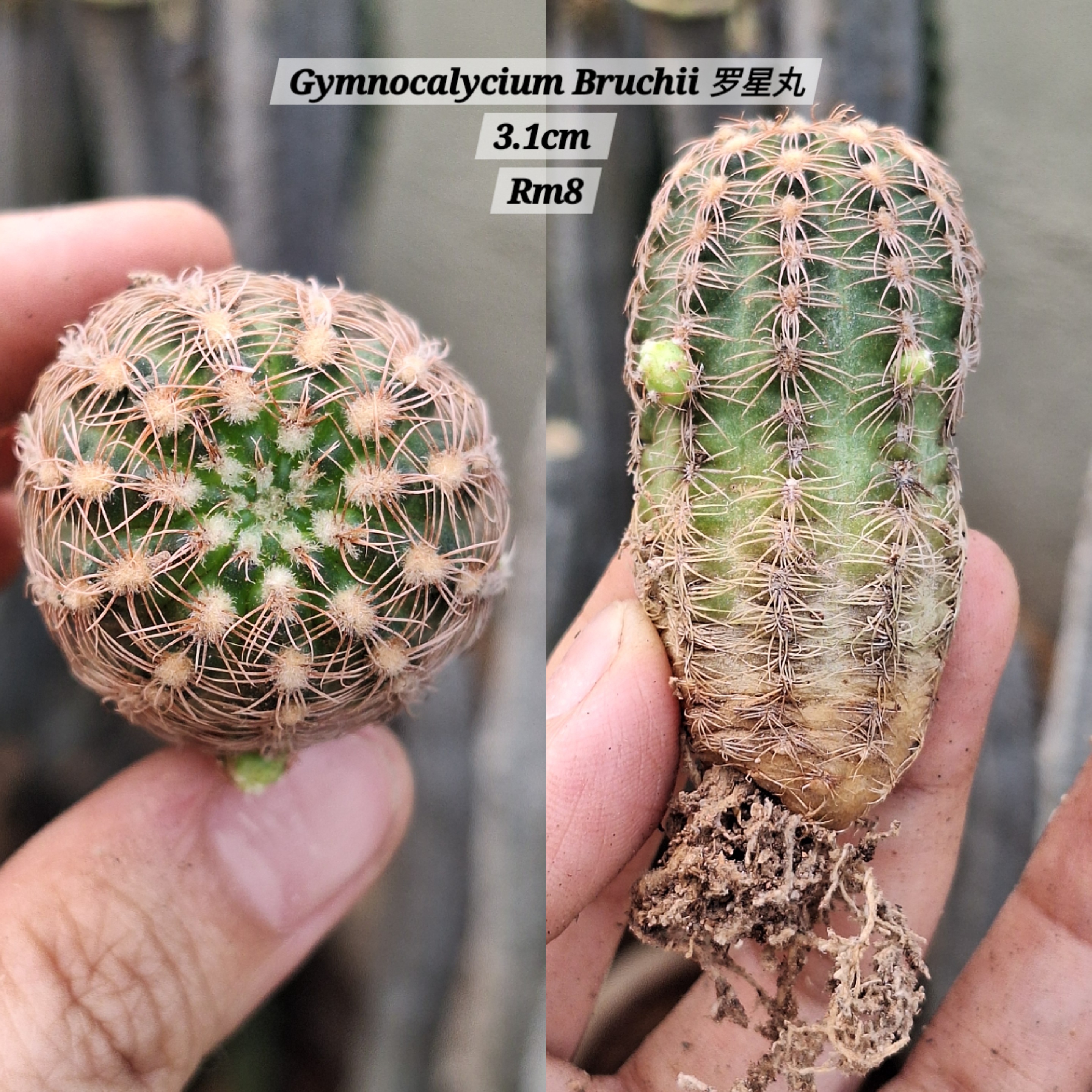 Cactus (Gymnocalycium Bruchii 罗星丸）