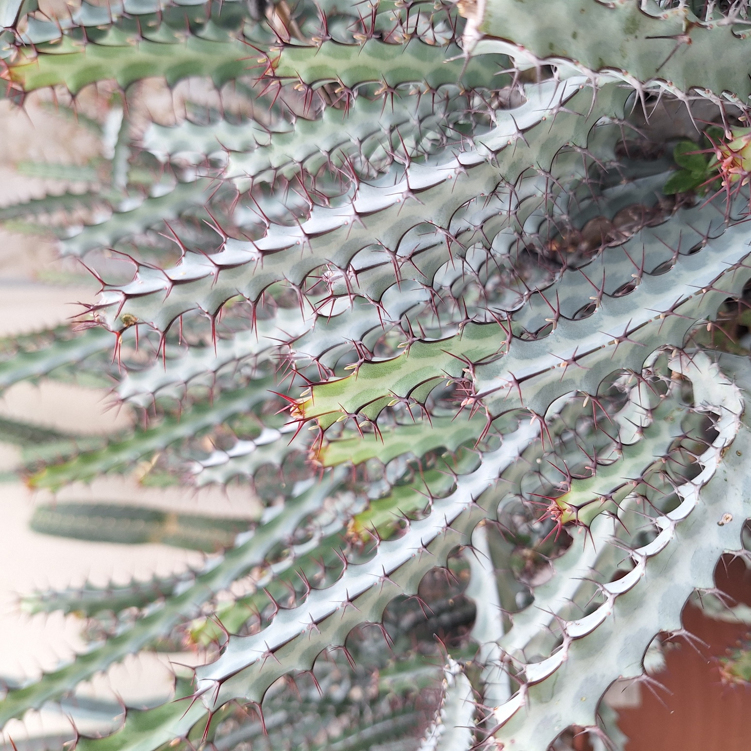  Plant (Euphorbia Greenwayii 绿威麒麟)