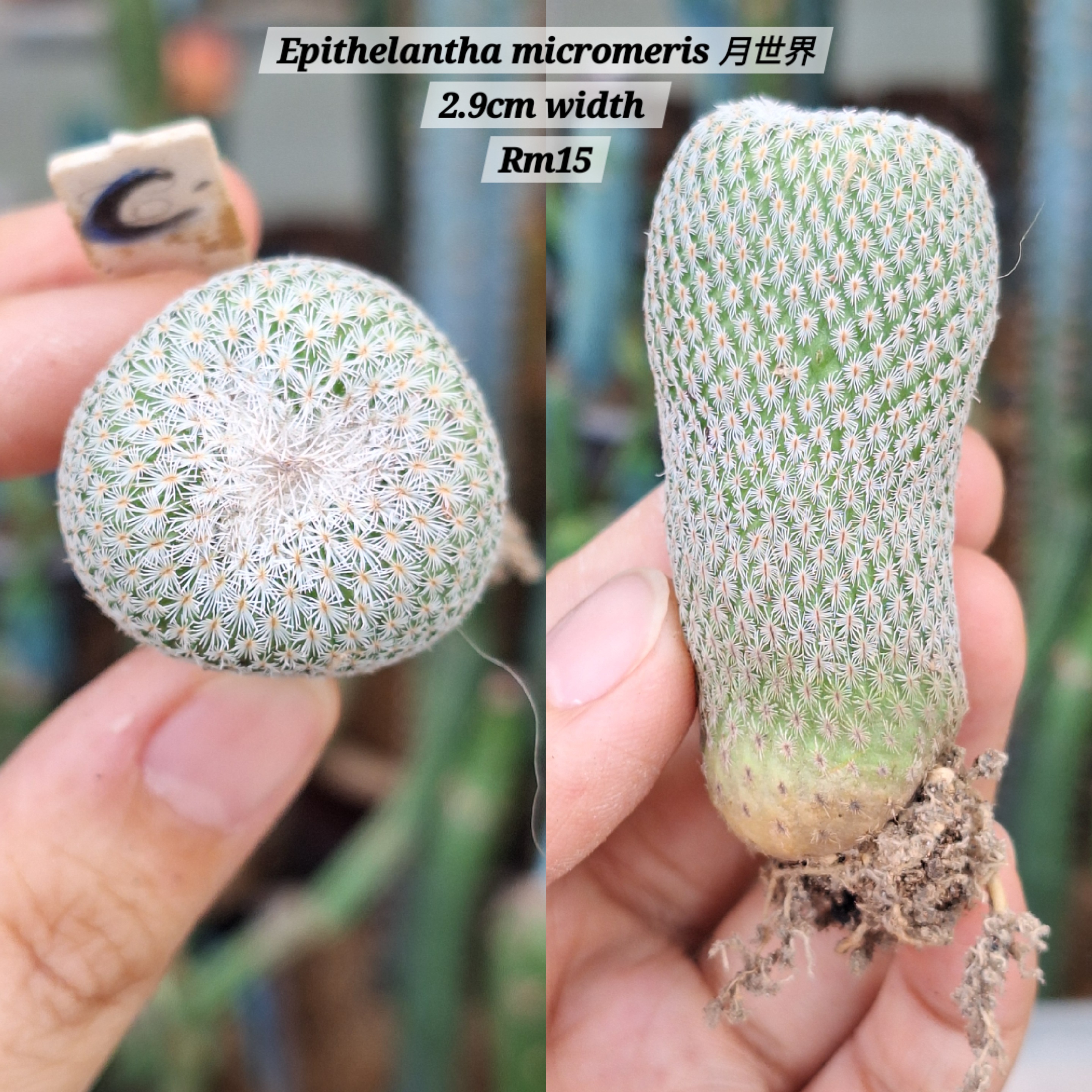 Cactus (Epithelantha micromeris 月世界)