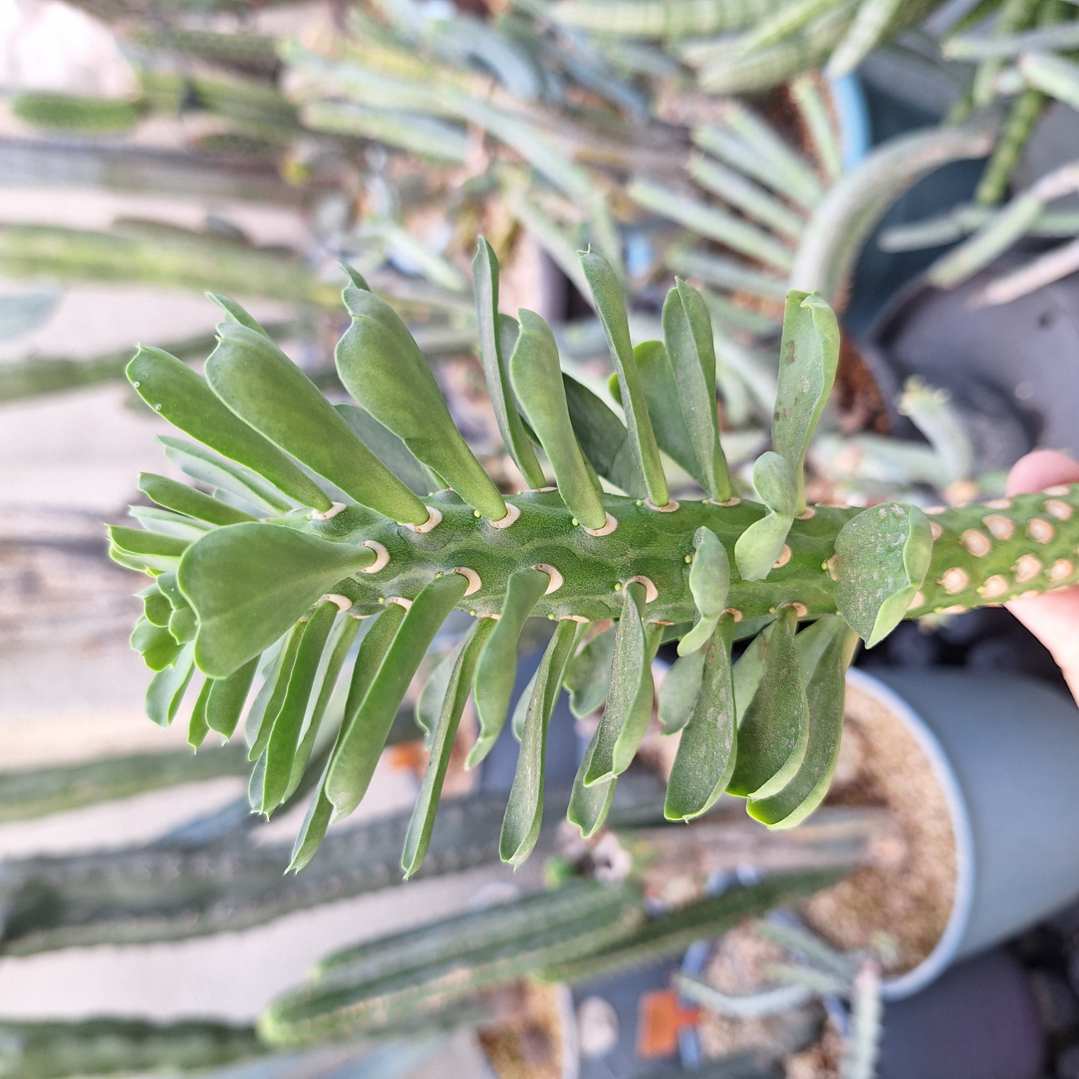 Plant (Euphorbia Royleana F. Inermis 霸王鞭 )