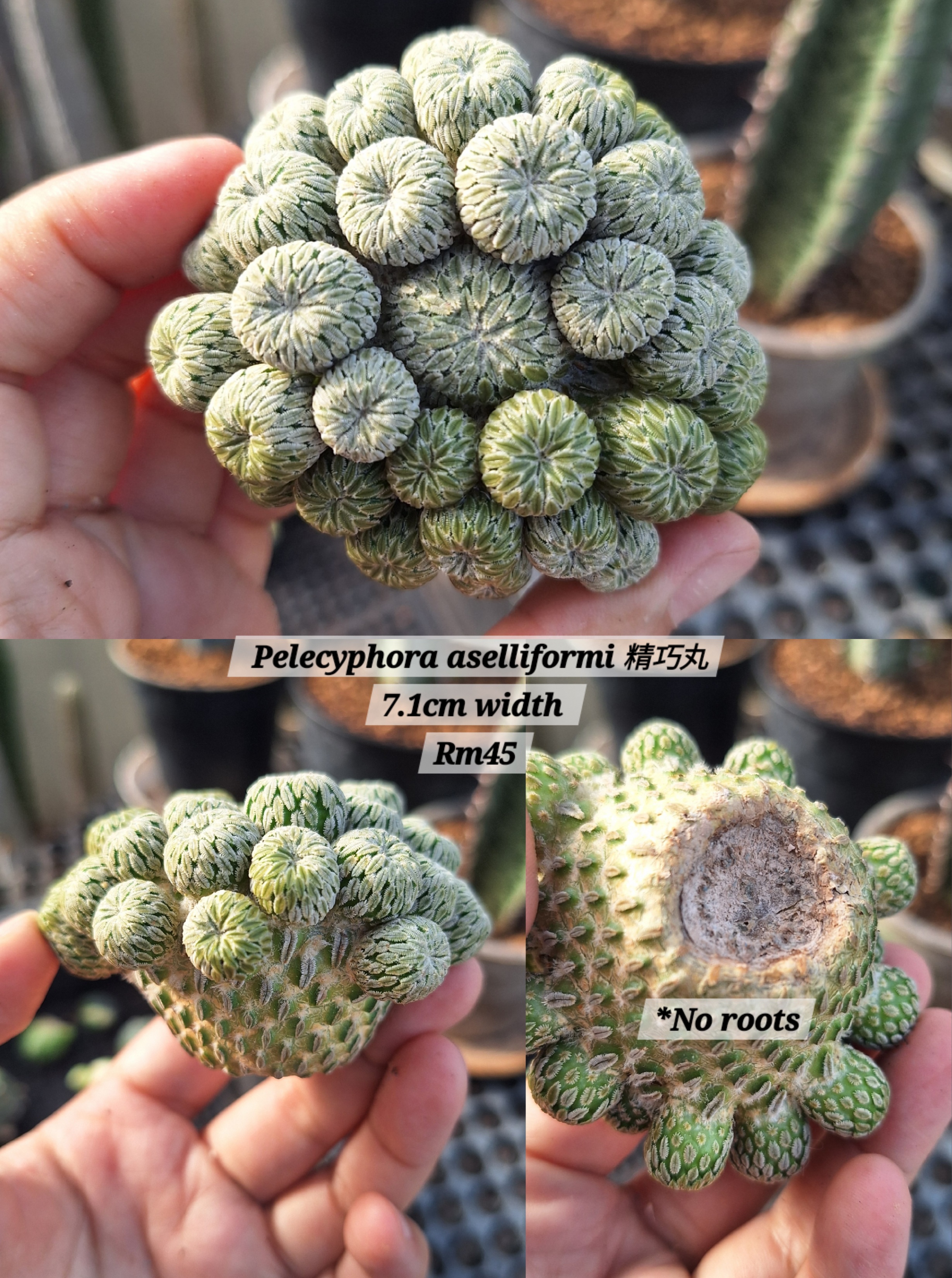 Cactus ( Pelecyphora aselliformi 精巧丸）