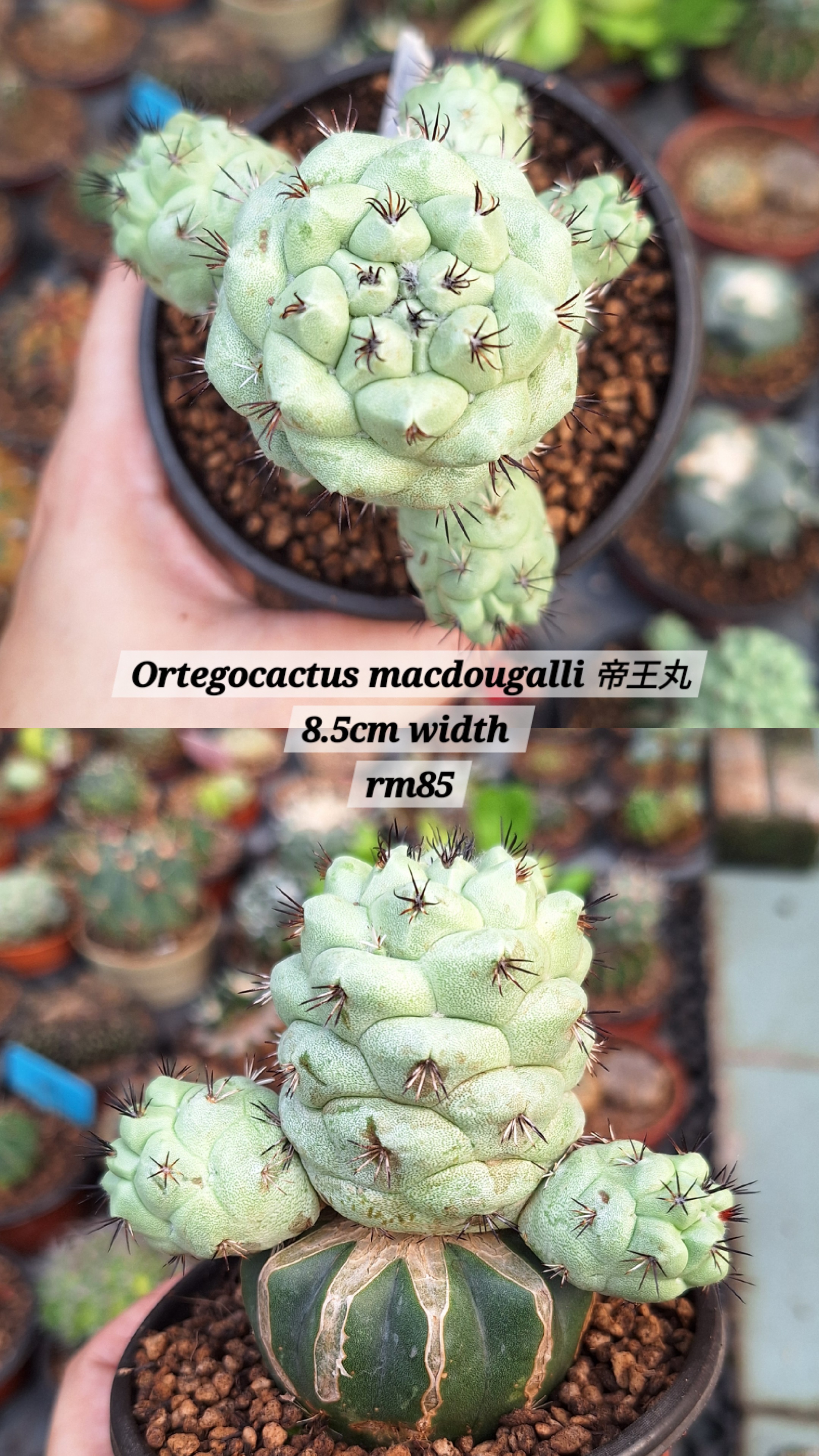 Cactus (Ortegocactus macdougalli 帝王丸)