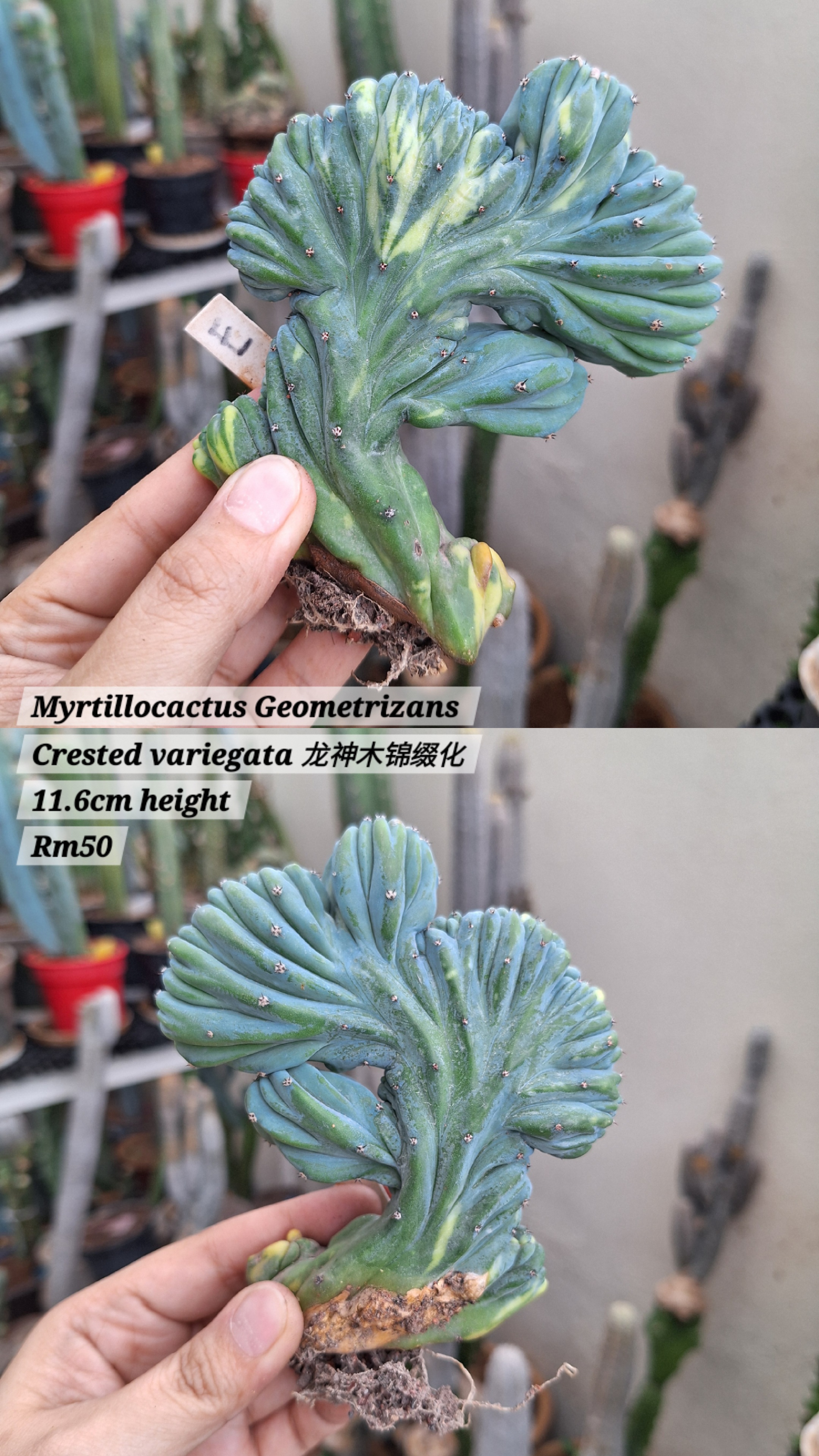 Cactus ( Myrtillocactus Geometrizans Crested variegata 龙神木缀化锦）