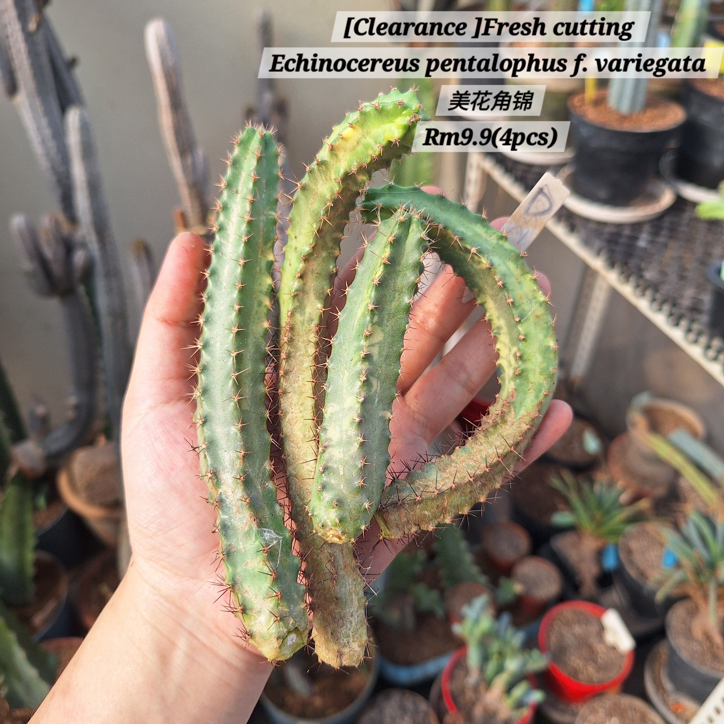 Cactus (Echinocereus pentalophus f. variegata 美花角锦）
