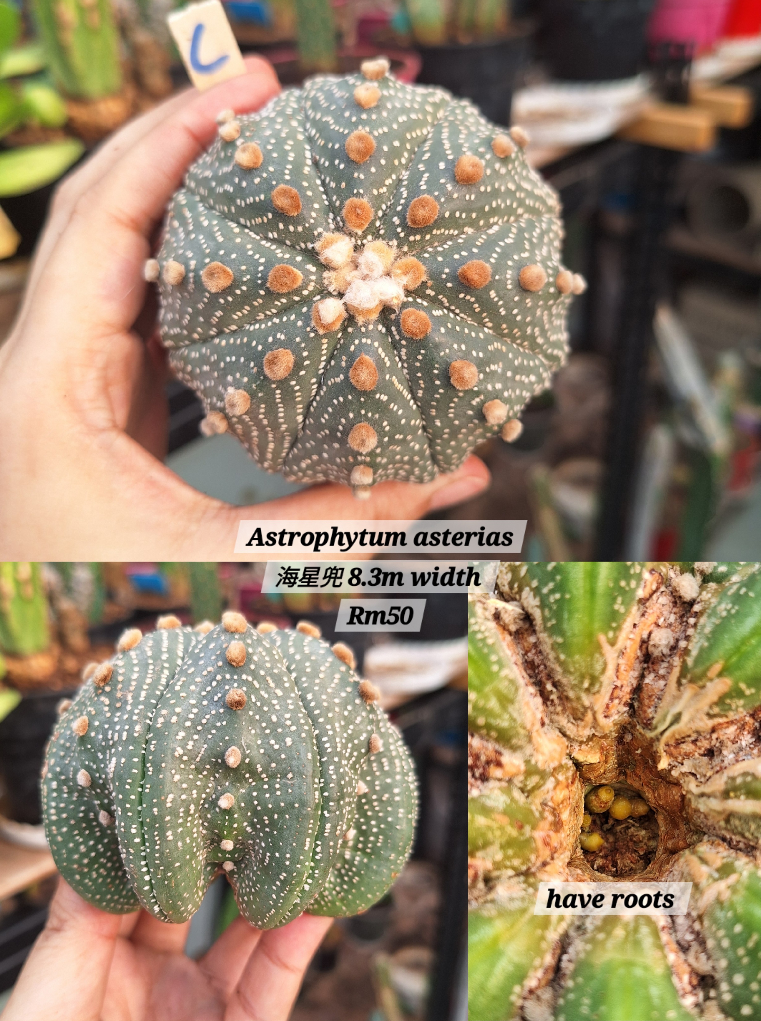 Cactus (Astrophytum Asterias 海星兜)