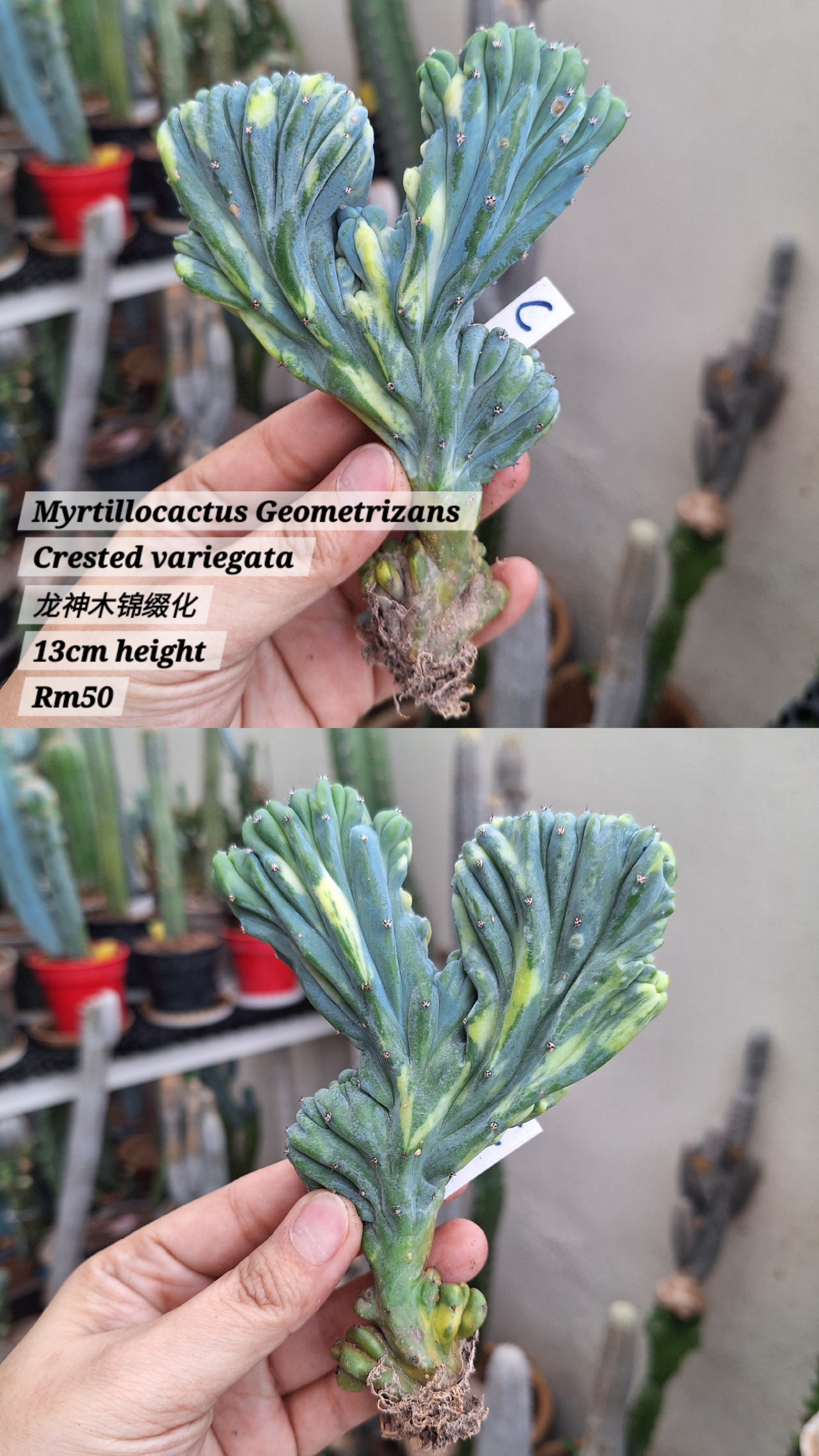Cactus ( Myrtillocactus Geometrizans Crested variegata 龙神木缀化锦）
