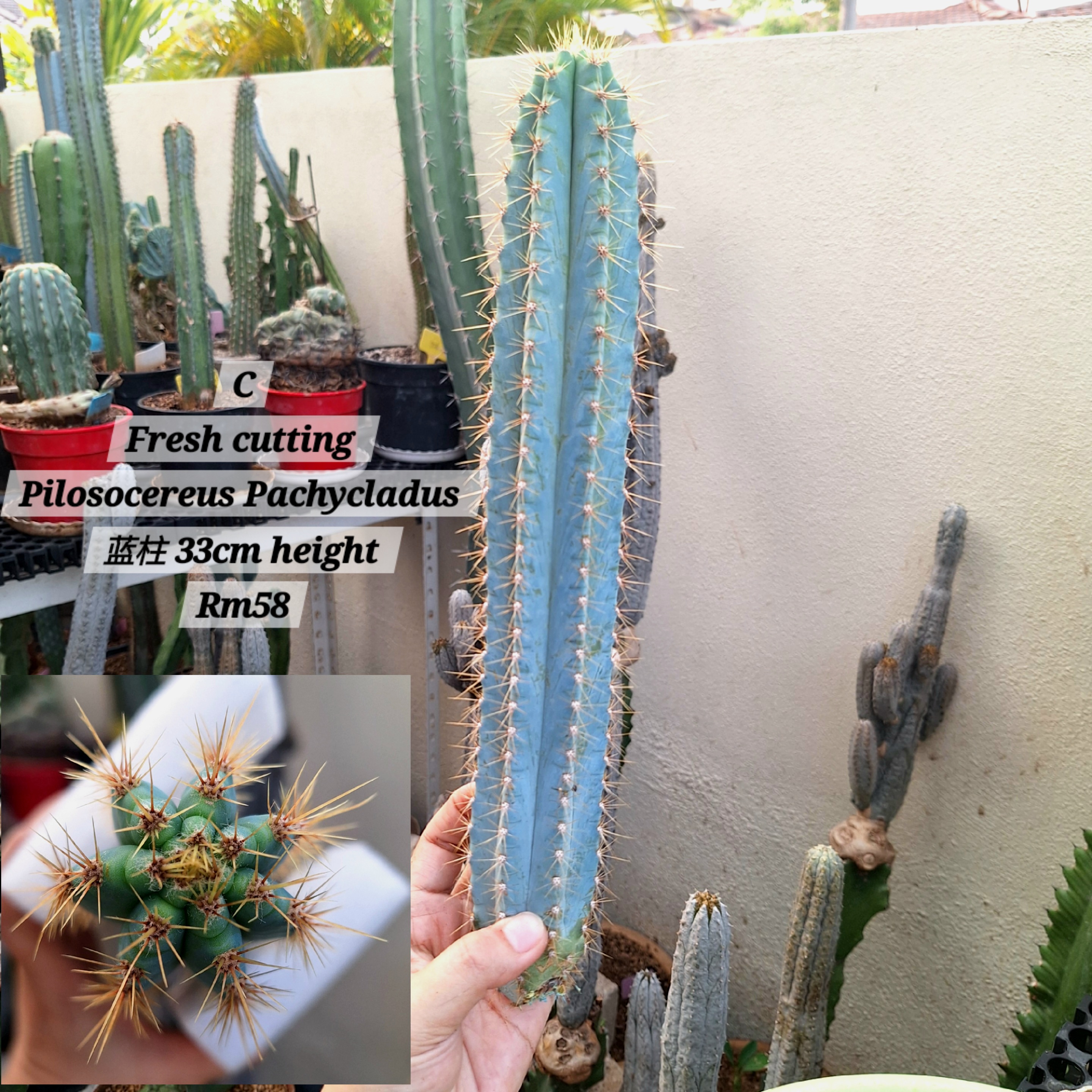 Cactus (Pilosocereus Pachycladus 蓝柱)
