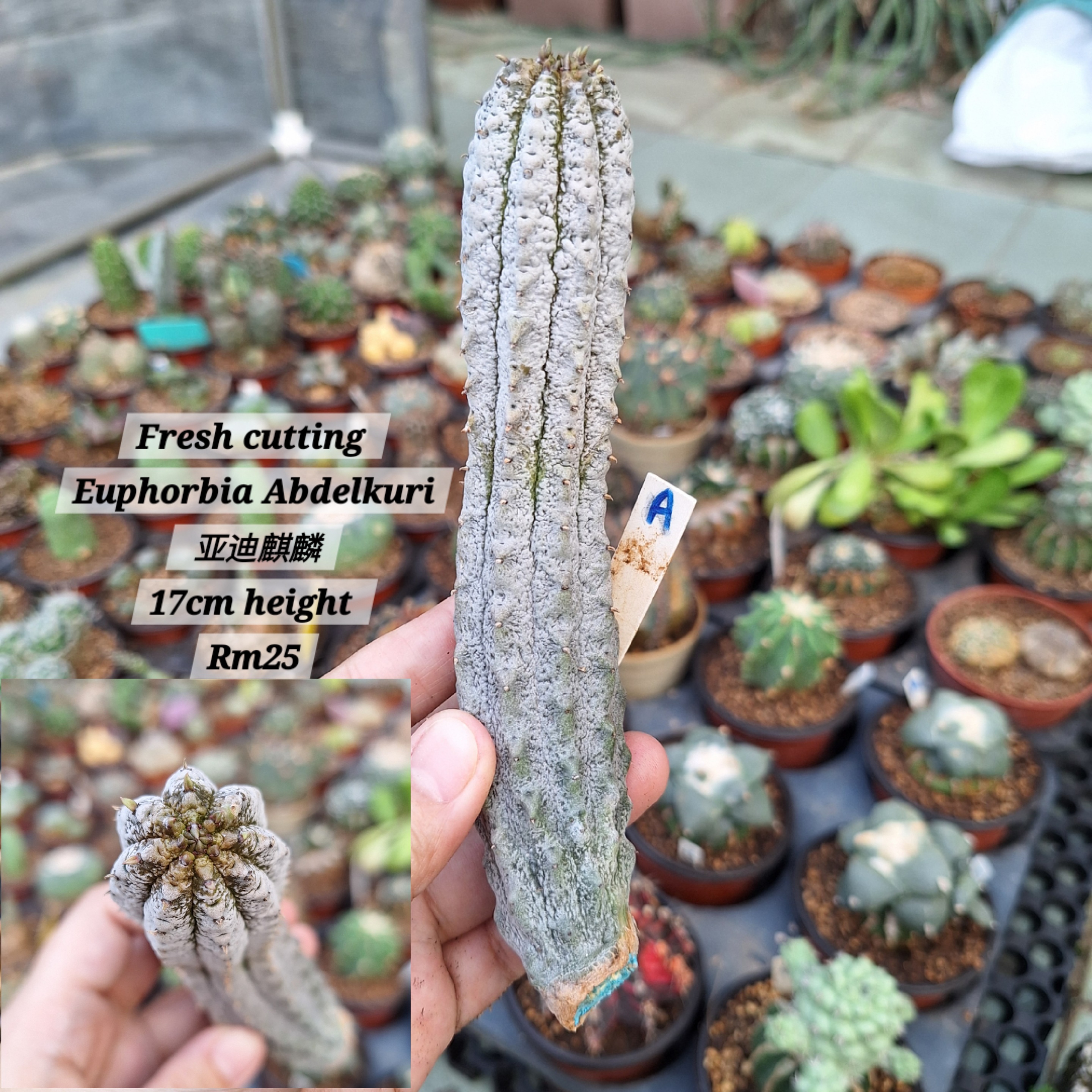 Plant (Euphorbia Abdelkuri 亚迪麒麟)