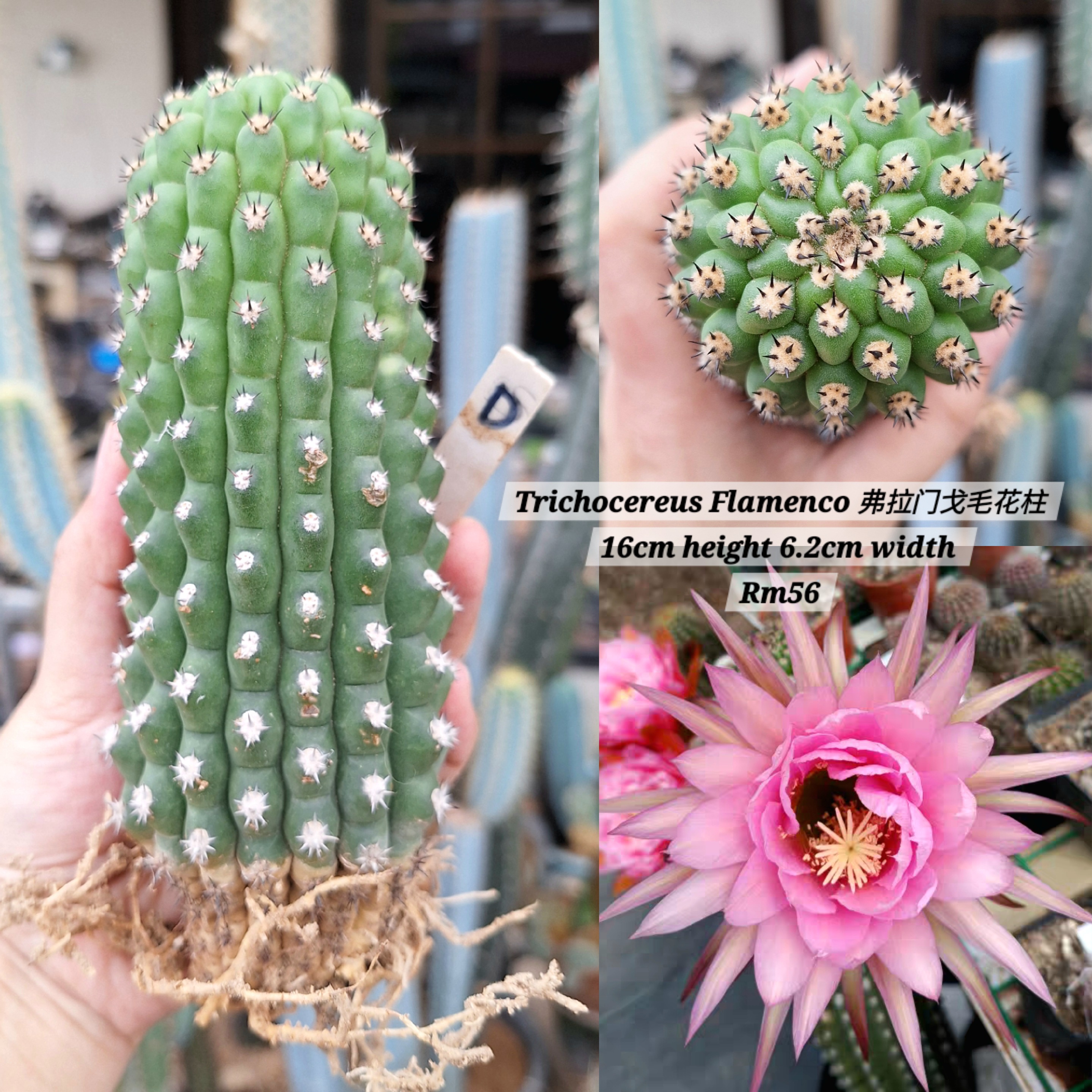  Cactus (Trichocereus Flamenco 弗拉门戈毛花柱)