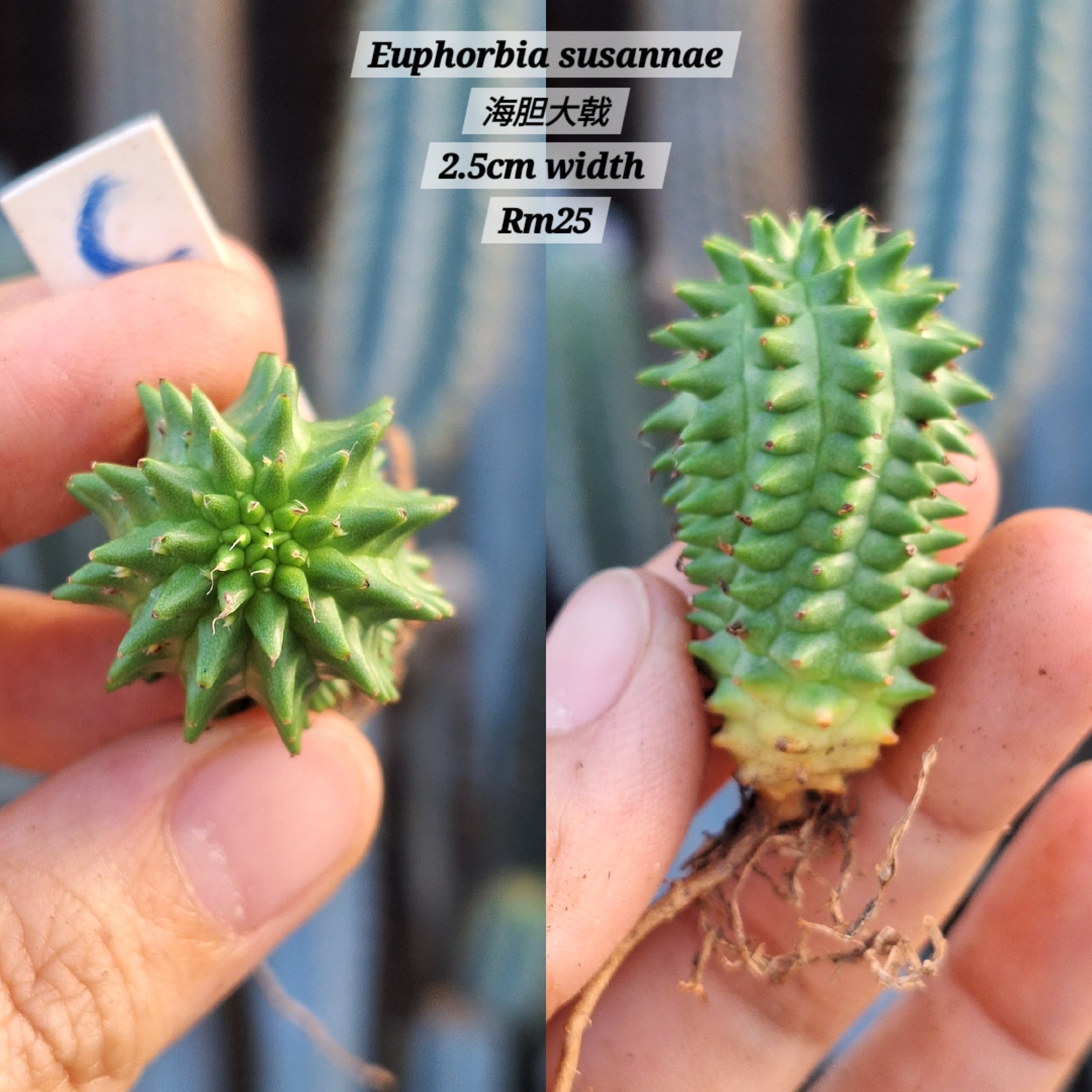 Plant (Euphorbia susannae 海胆大戟 )