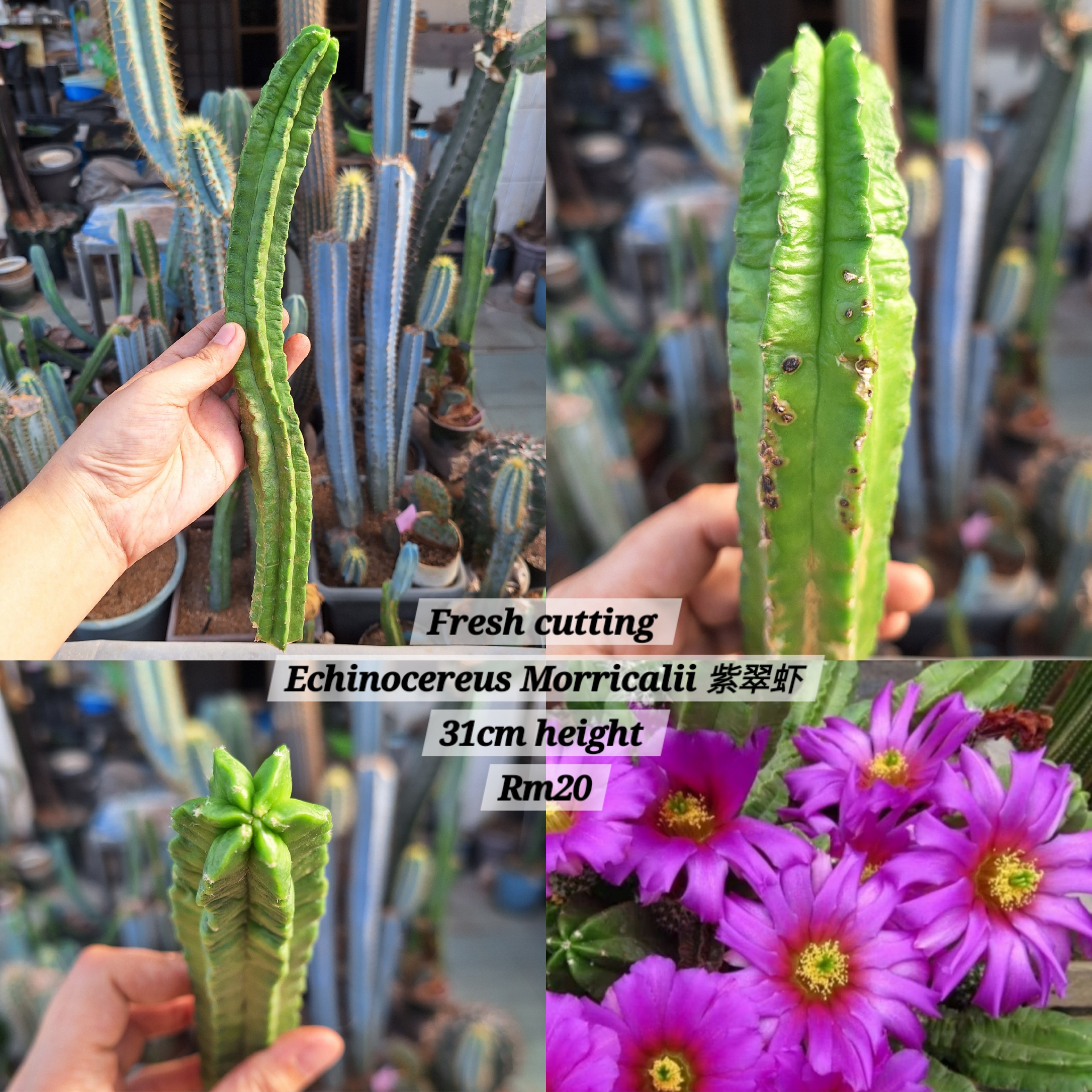Cactus (Echinocereus Morricalii 紫翠虾)