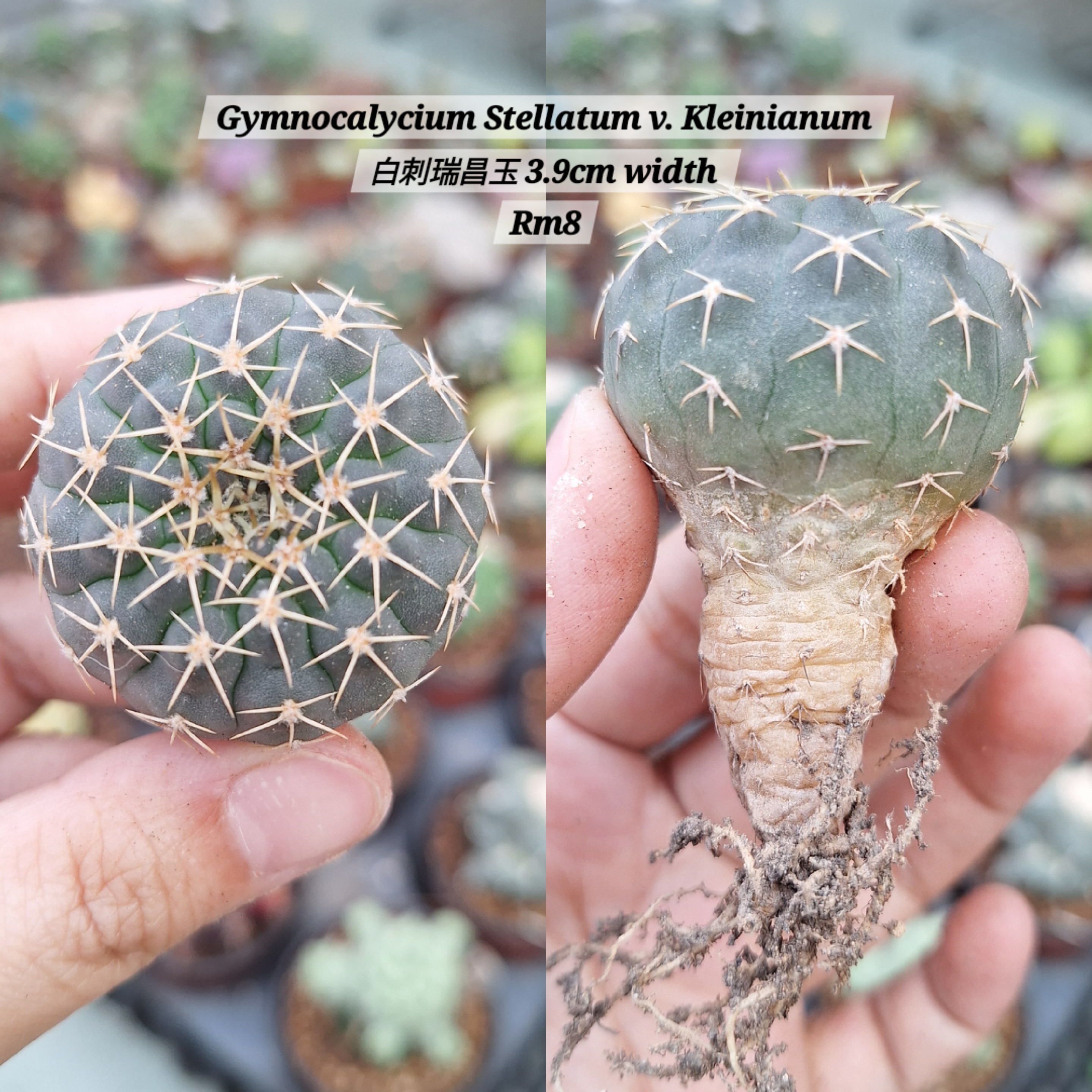 Cactus (Gymnocalycium Stellatum v. Kleinianum 白刺瑞昌玉）