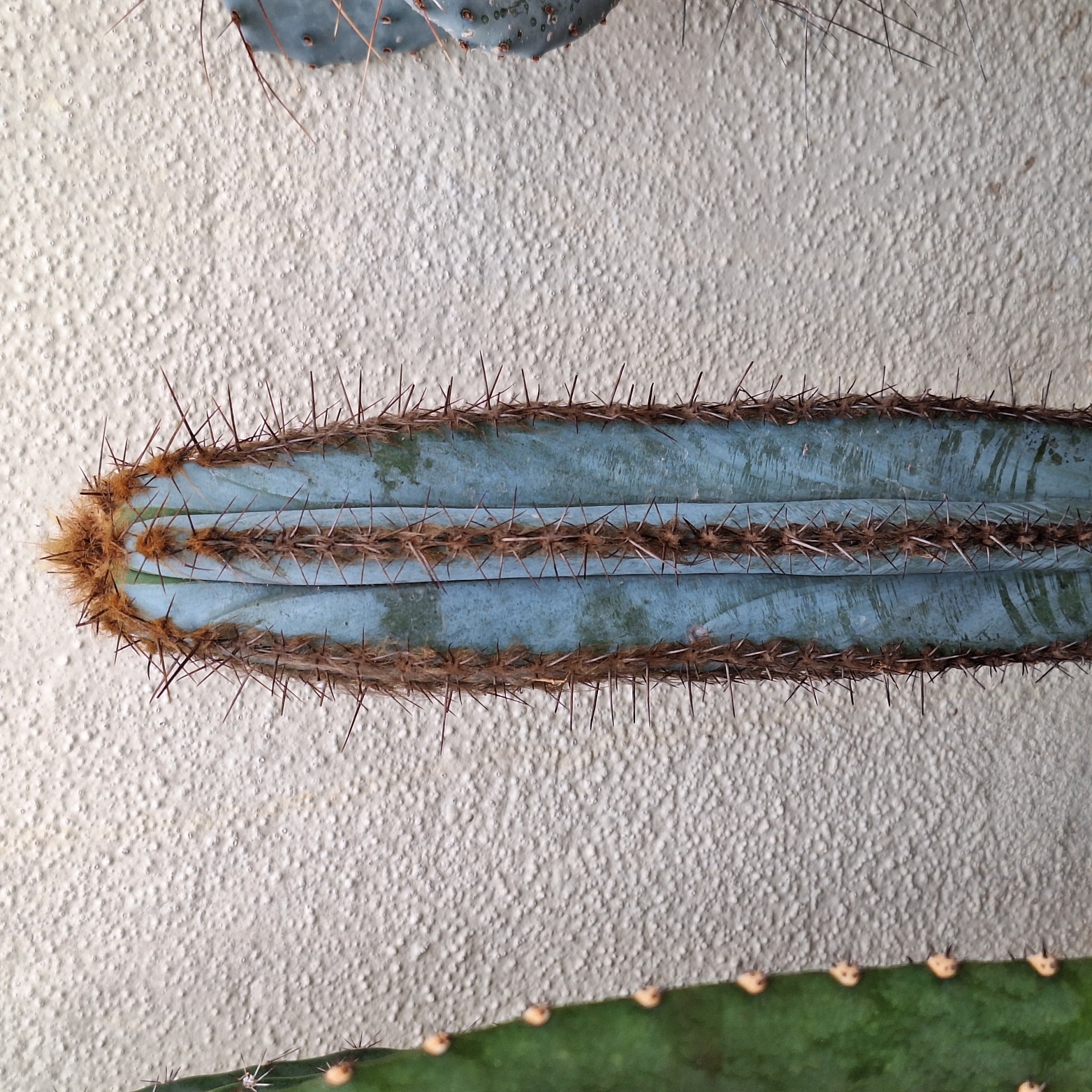 Cactus (Pilosocereus Fulvilanatus 紫艳柱)