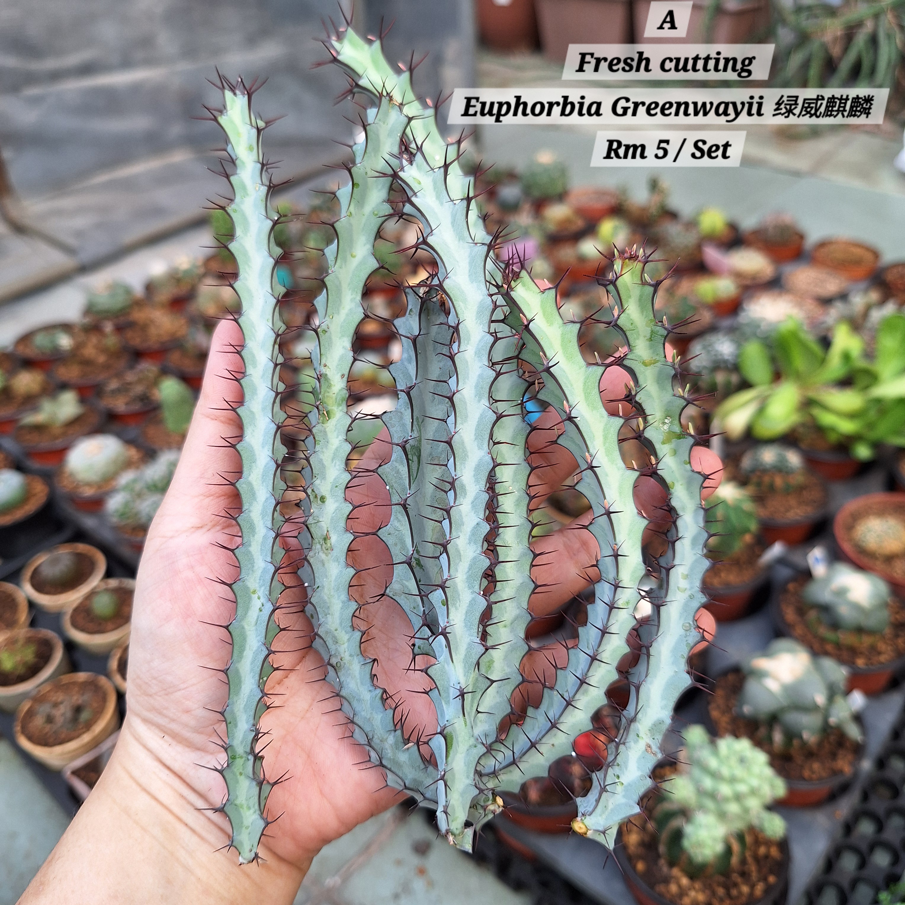  Plant (Euphorbia Greenwayii 绿威麒麟)