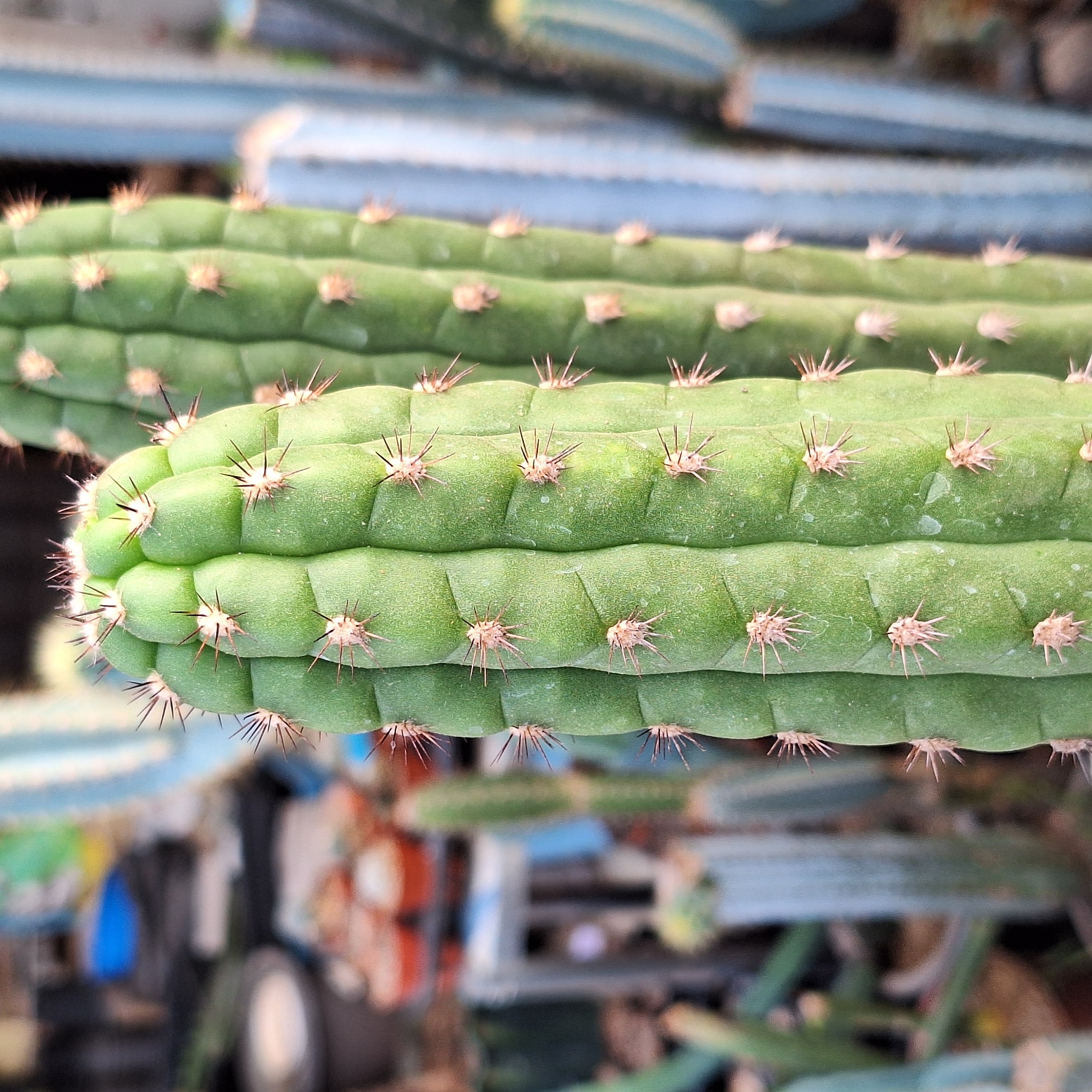 Cactus (Borzicactus Fieldianus 龟甲柱)