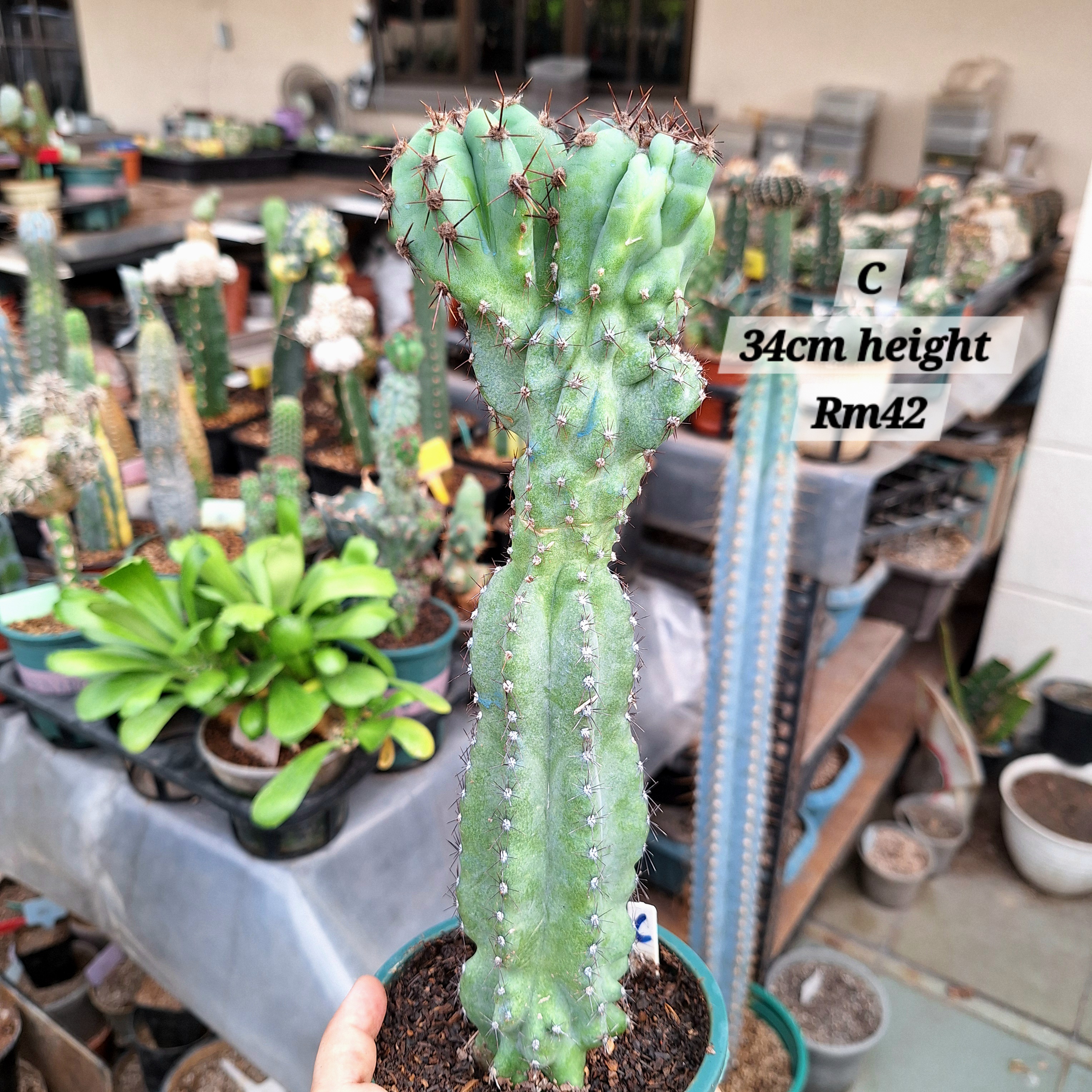 Cactus (Unknown name 不知名仙人柱)